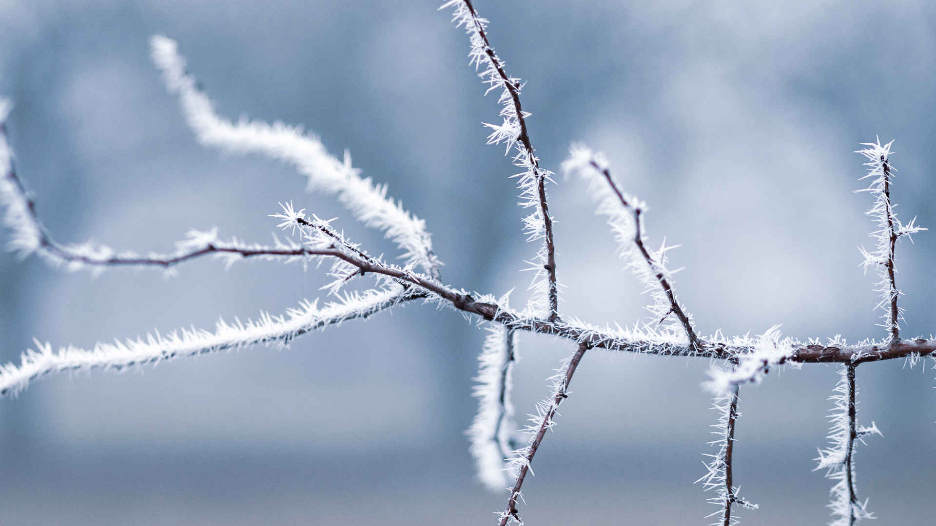 冬季霜冻美景壁纸图片