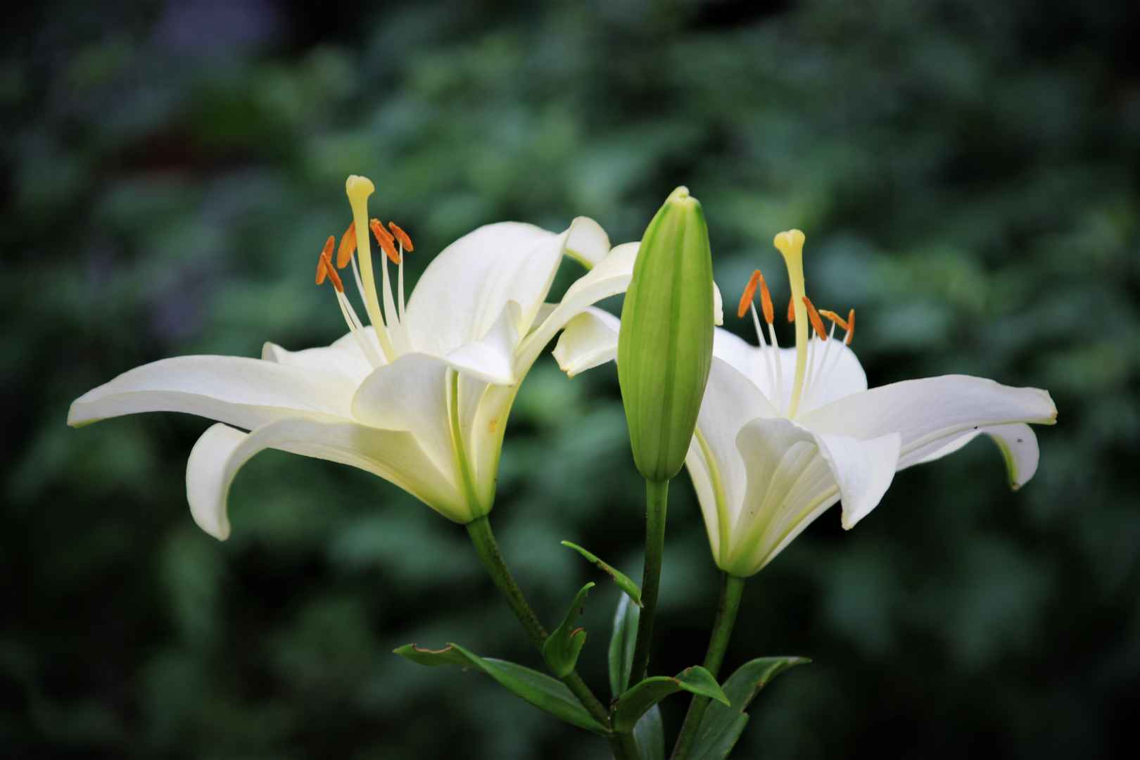 小清新植物花卉桌面壁纸-