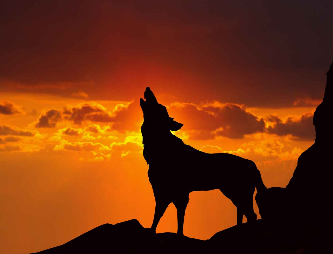日落时的狼嚎高清图片-