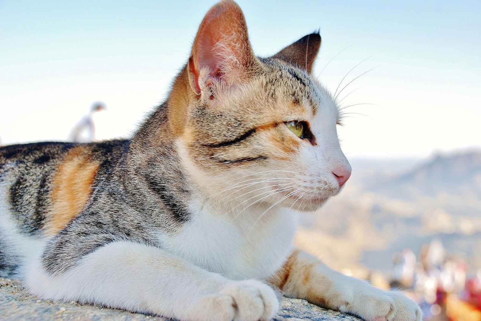 户外观赏玩耍宠物猫高清图片