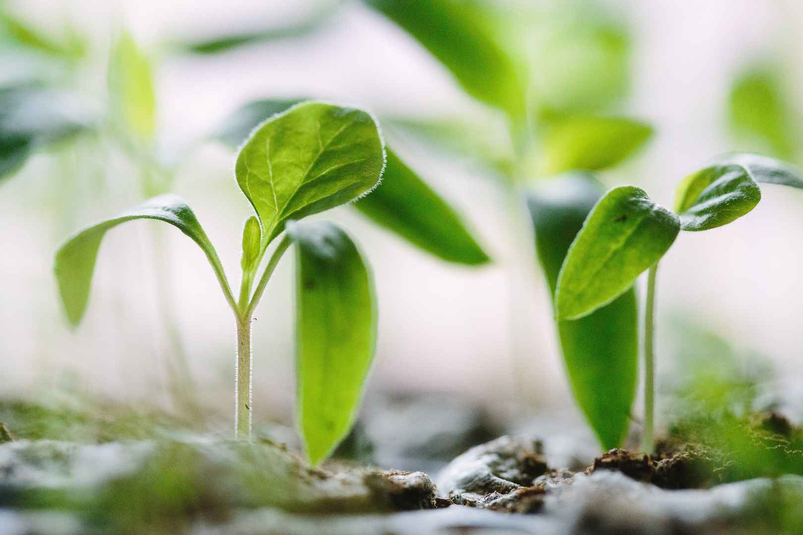 春天小清新嫩芽发芽植物高清壁纸