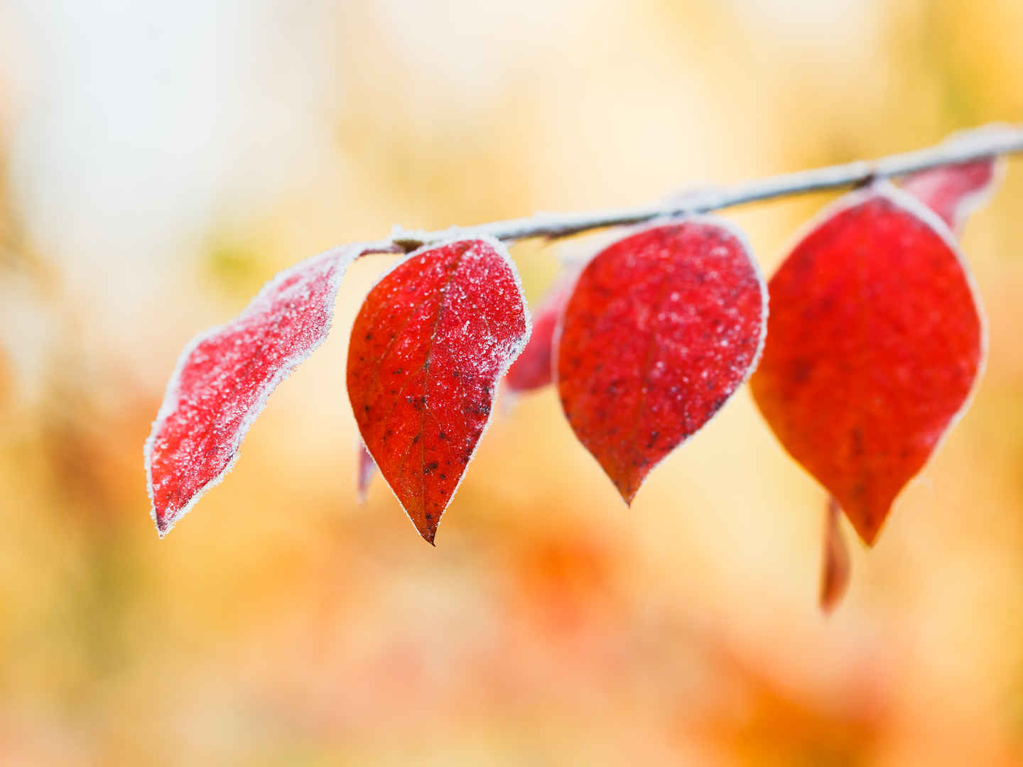 秋天霜冻对红色的树叶唯美壁纸