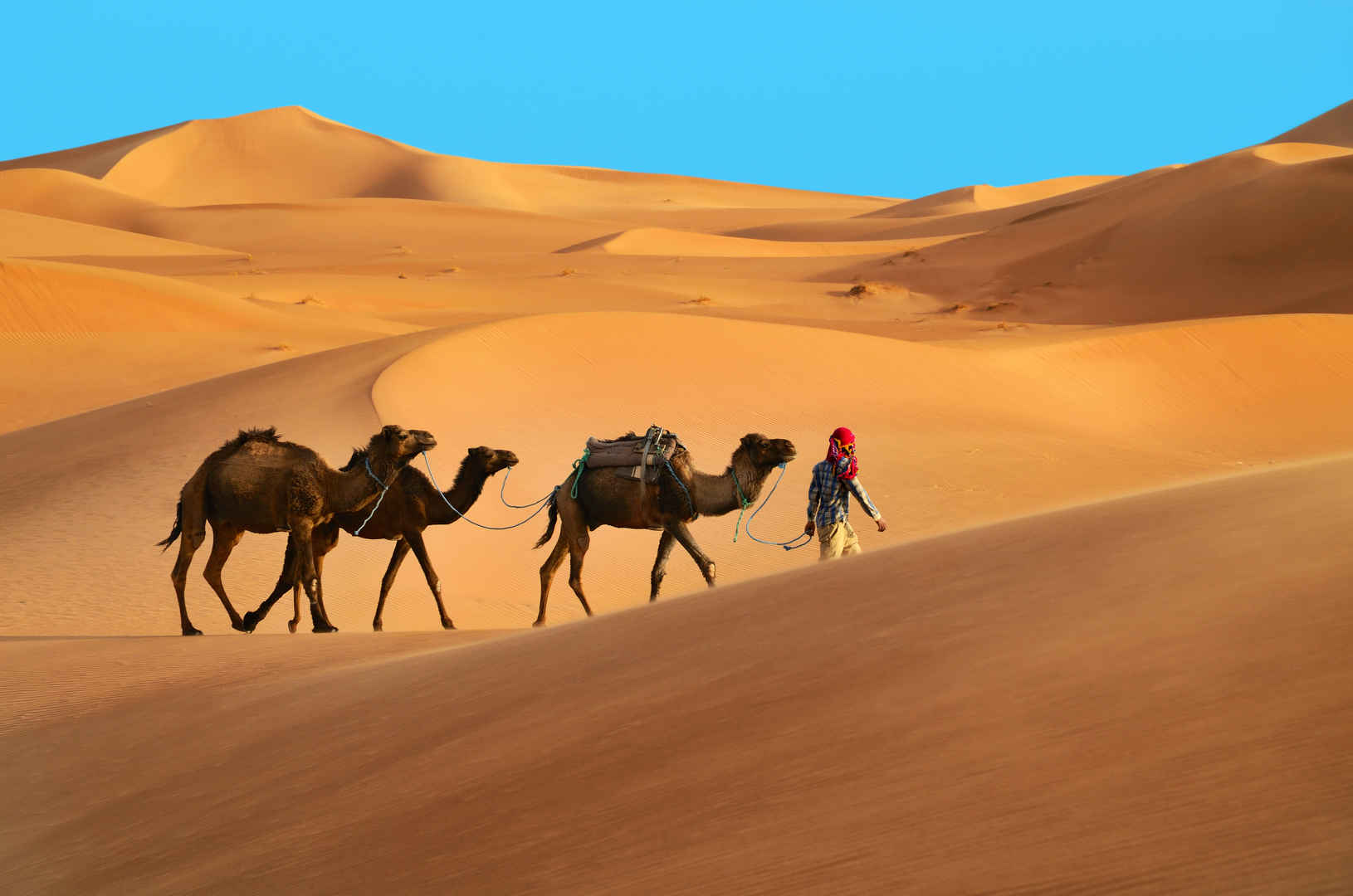撒哈拉沙漠三个单峰骆驼骆和一个人图片-