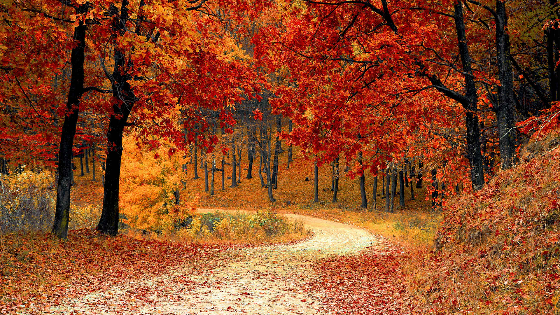 秋天树林景色壁纸图片-