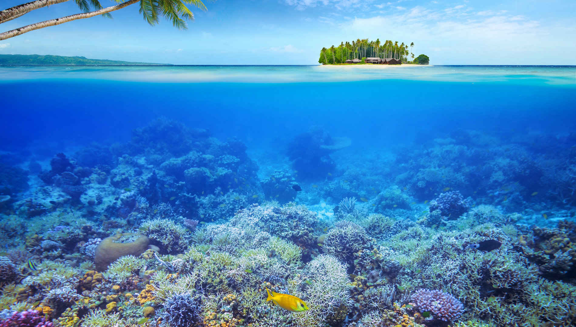 清透海底珊瑚景色图片-