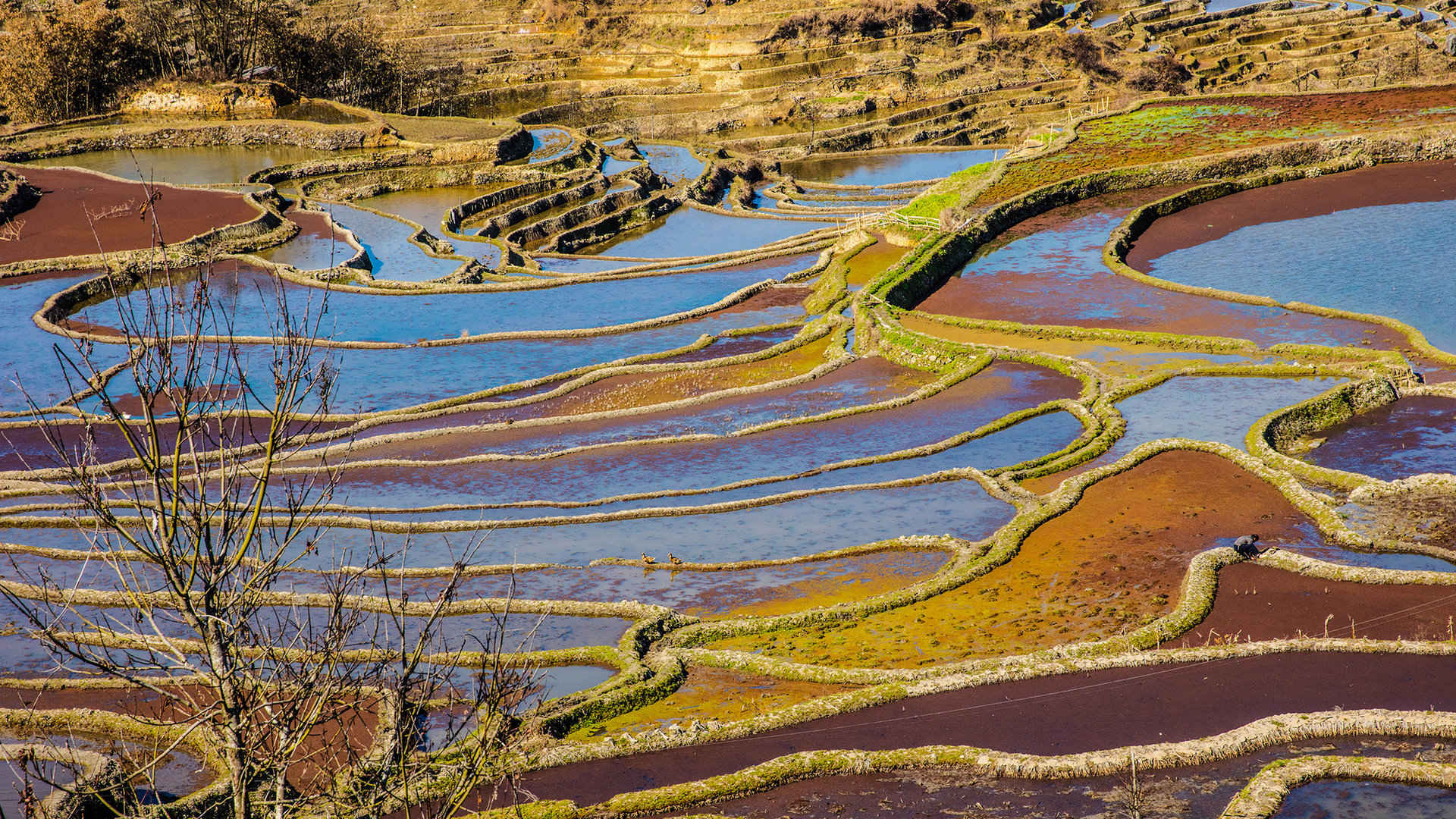 云南元阳箐口梯田风景图片-