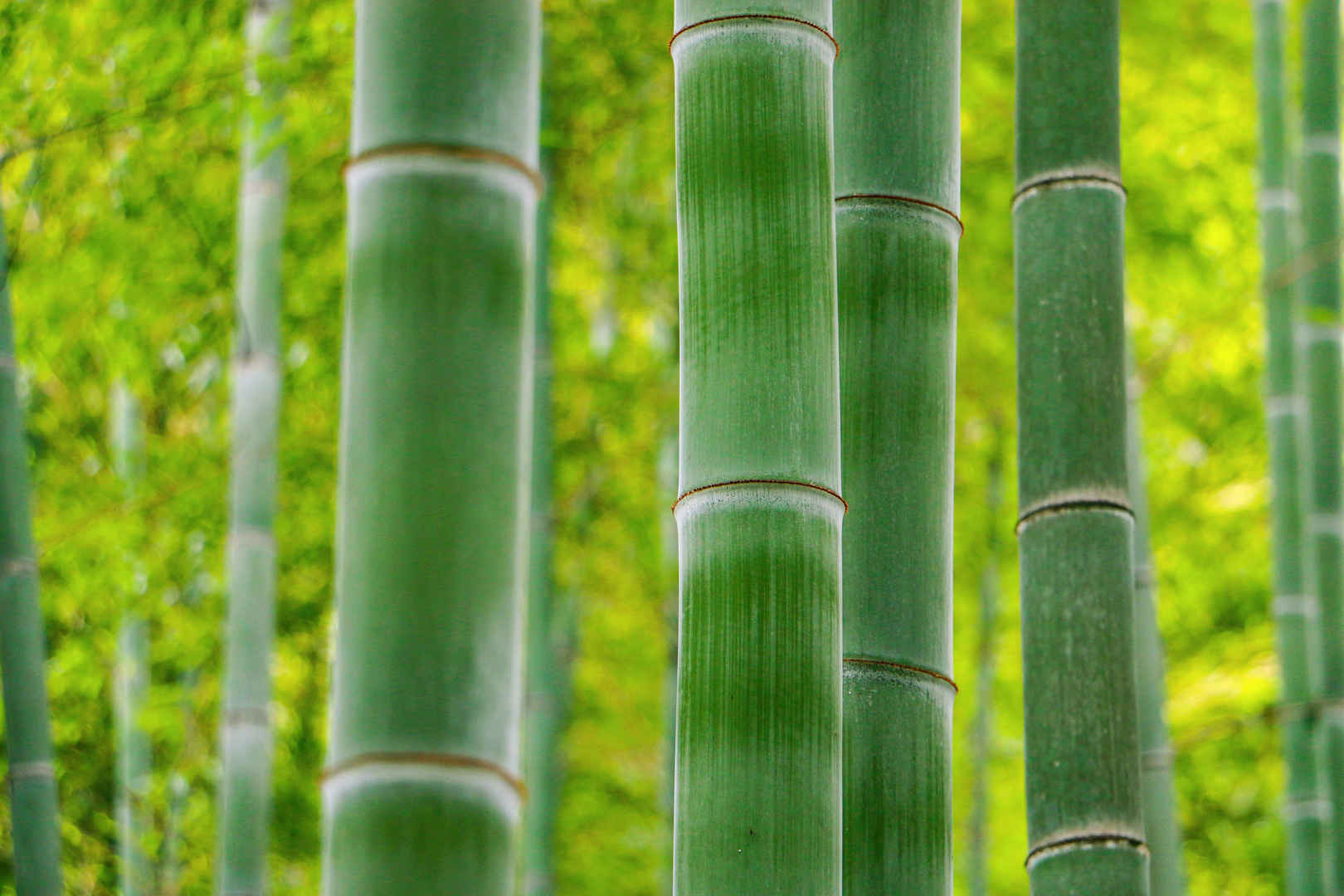 绿色清凉竹海竹子意境壁纸-