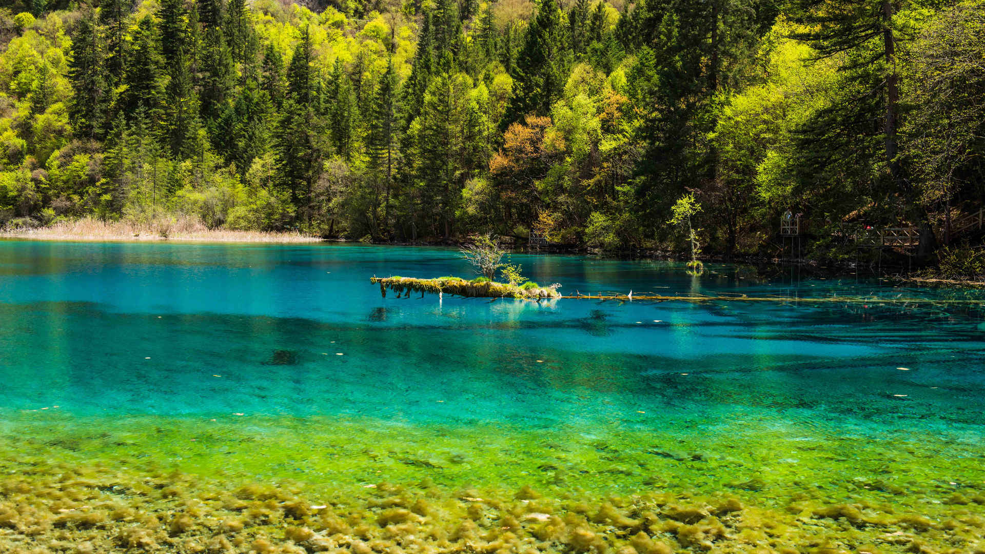 美如画的九寨沟景区风景-