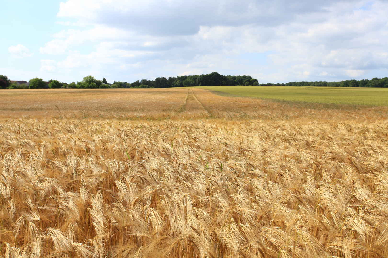 黄白农业丰收广袤原野上成熟的麦子图片-