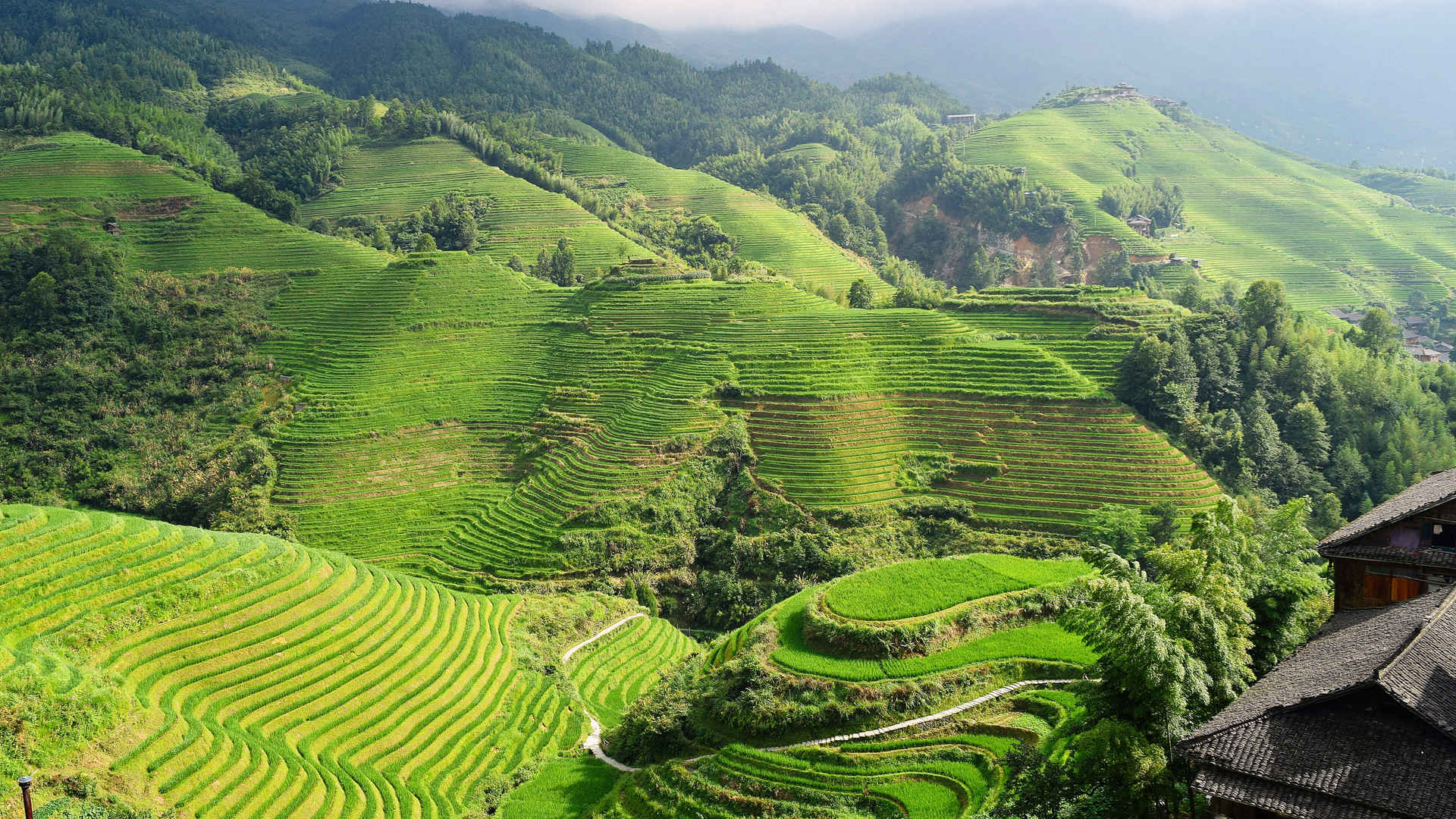 优美的梯田风景图-