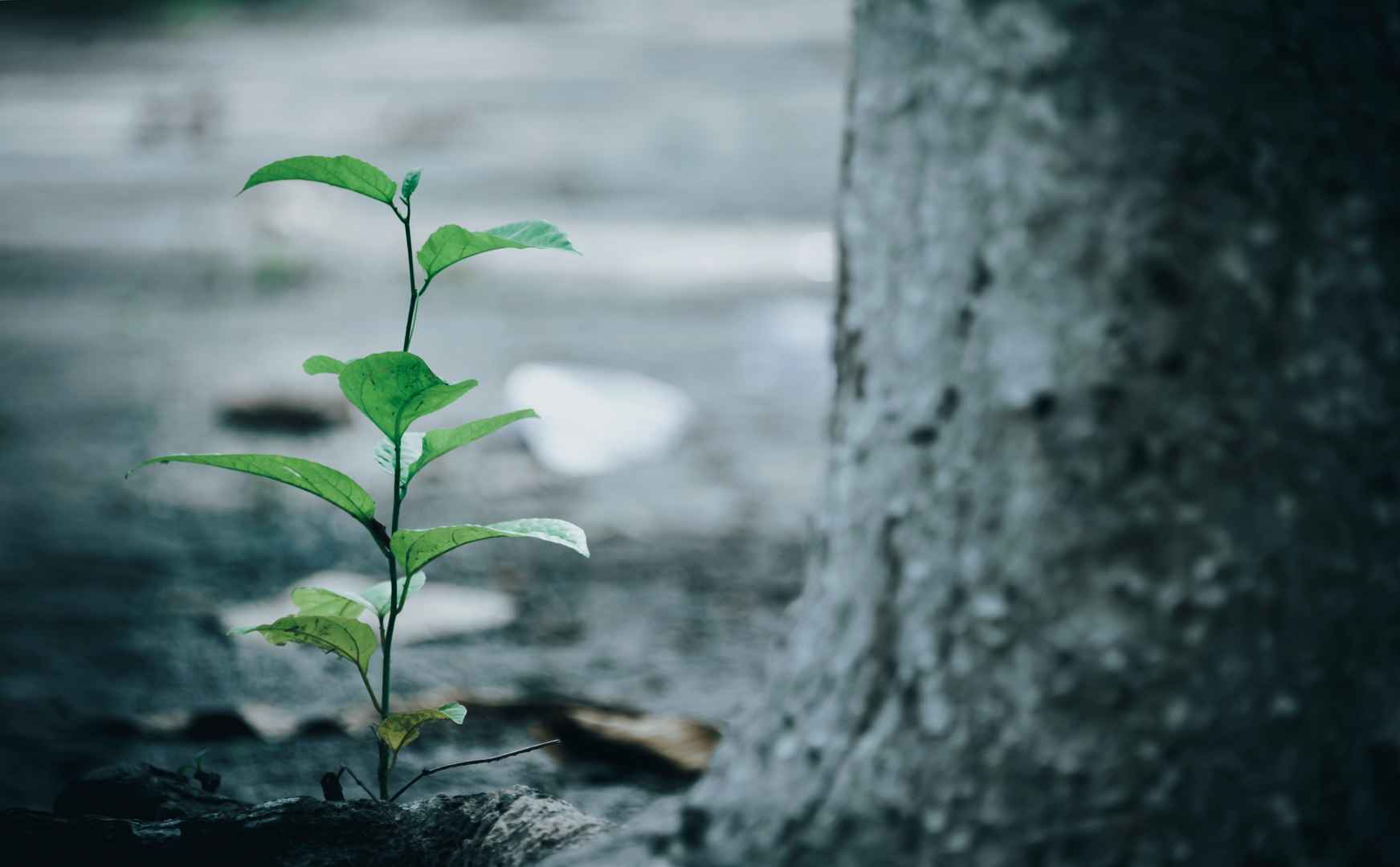 春天植物生长发芽清新壁纸-