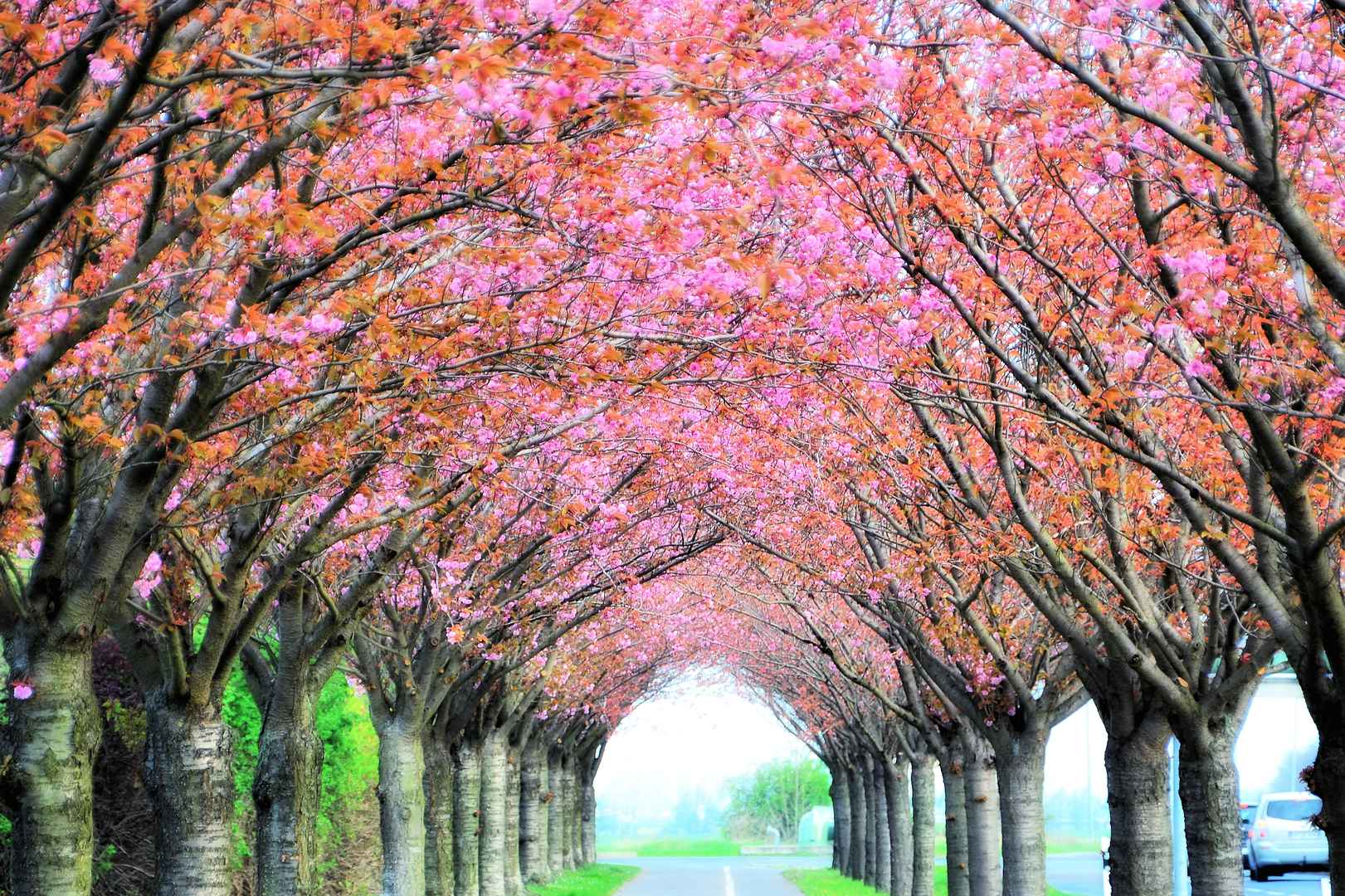 公路两边盛开着樱花树图片-