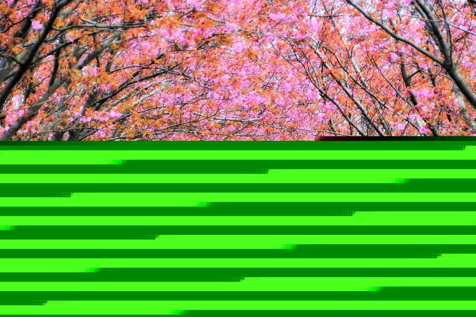 樱花树盛开图片