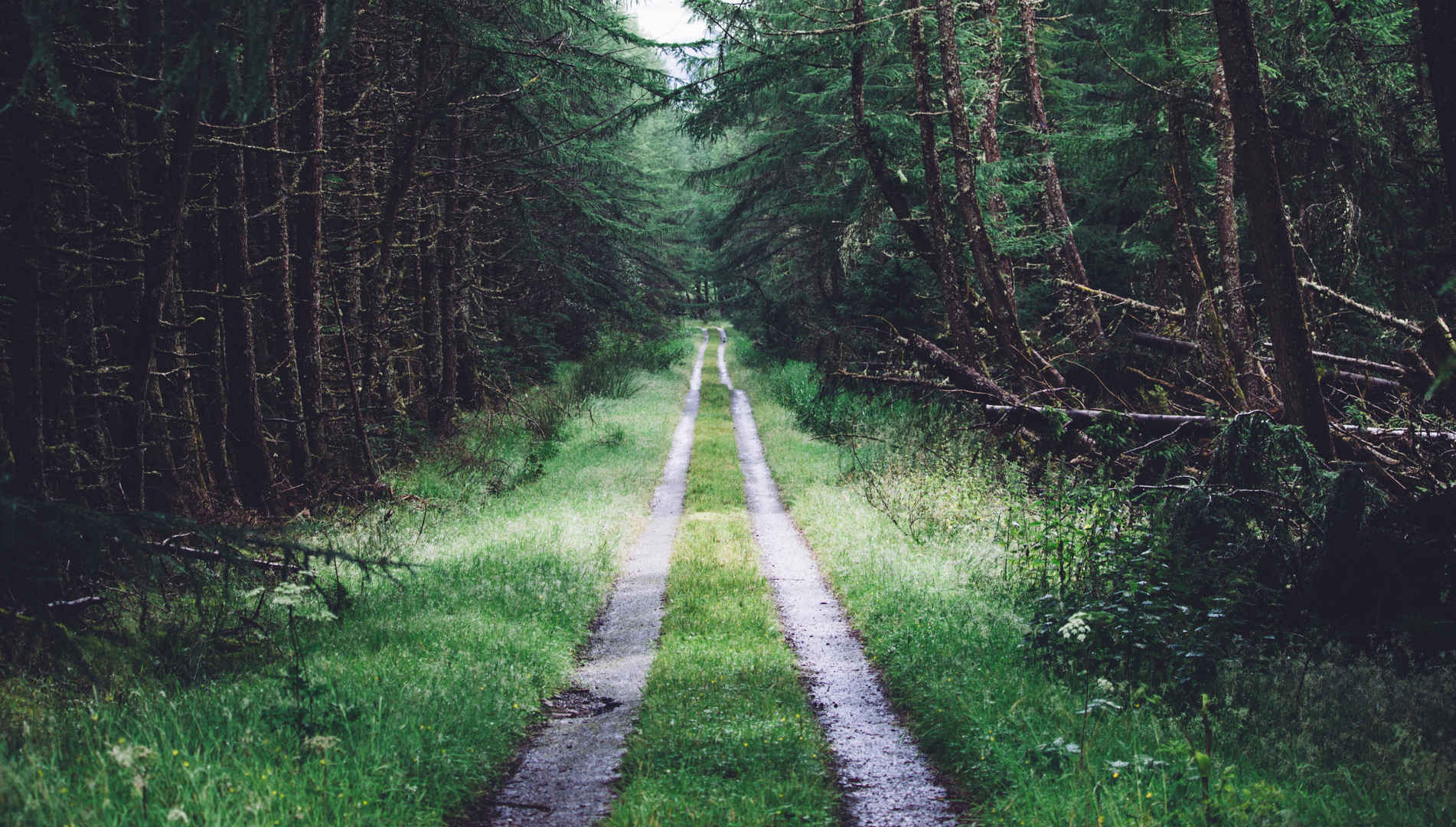 森林里优美幽静的小路图片-