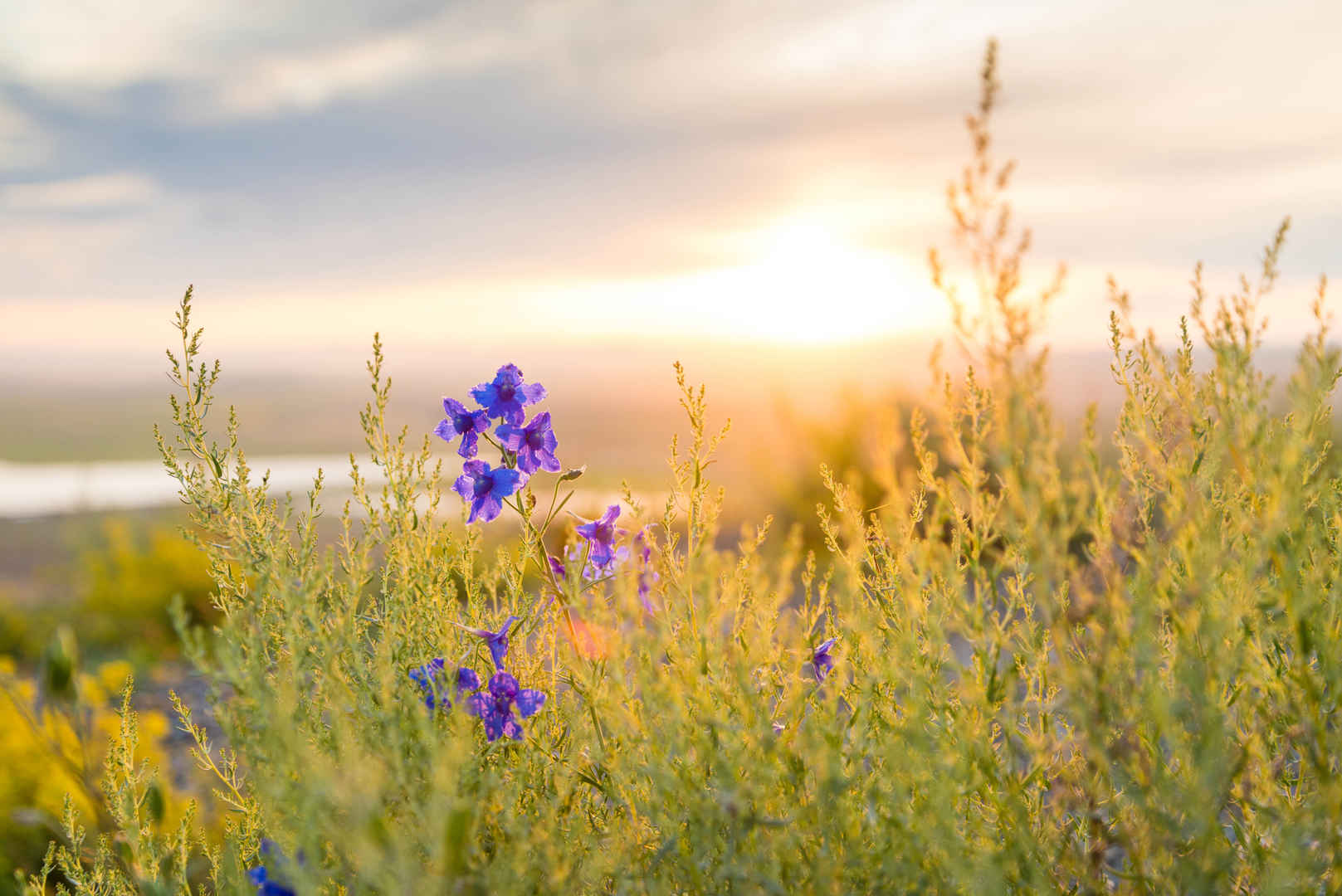 黄色旅游唯美草丛草地中一朵紫色的花-