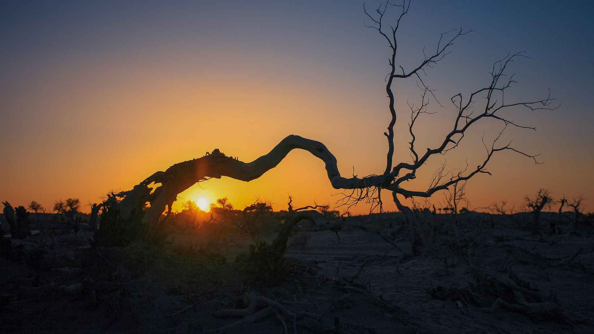 沙漠日出胡杨林图片-