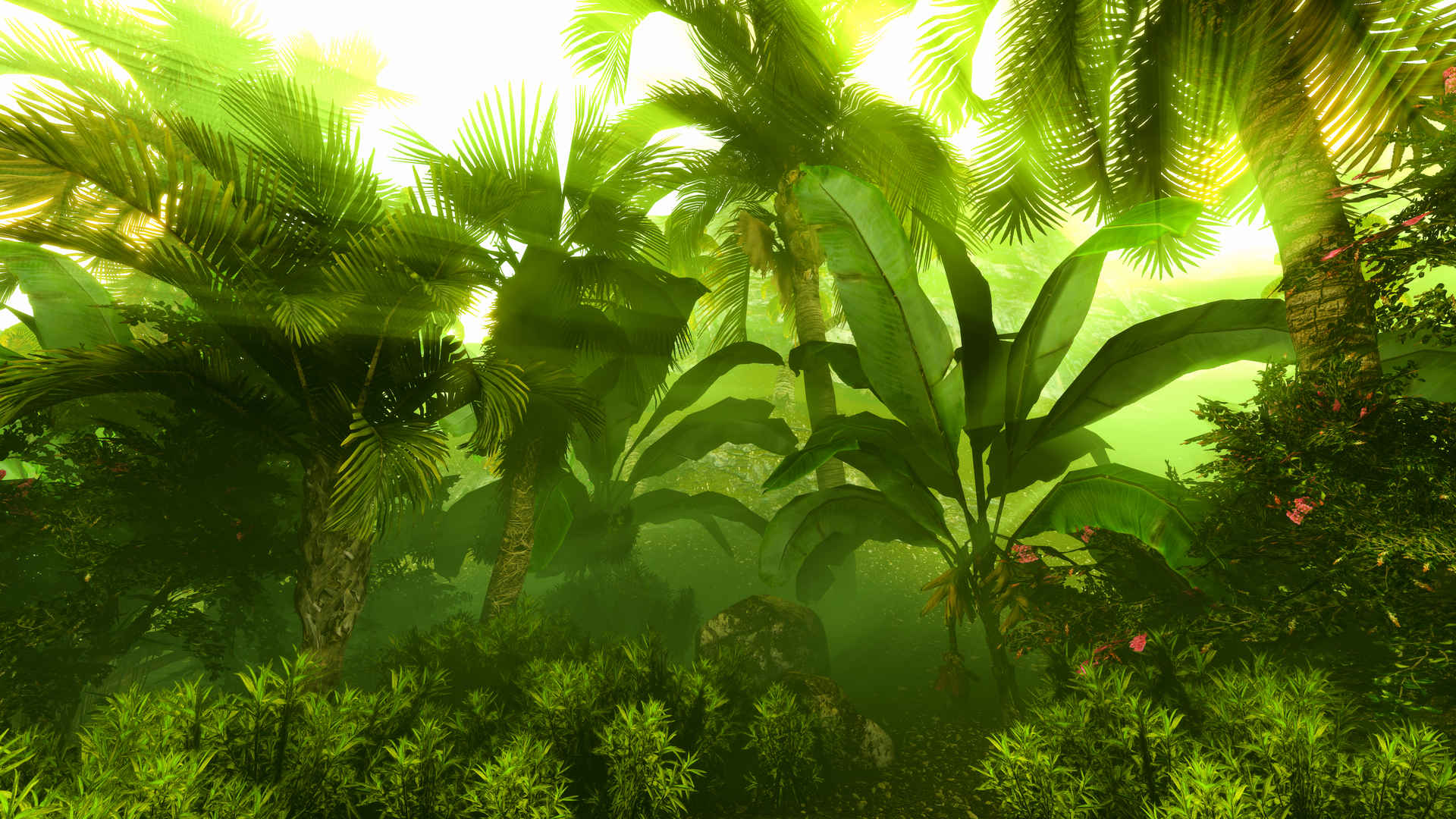 茂密热带雨林高清壁纸-
