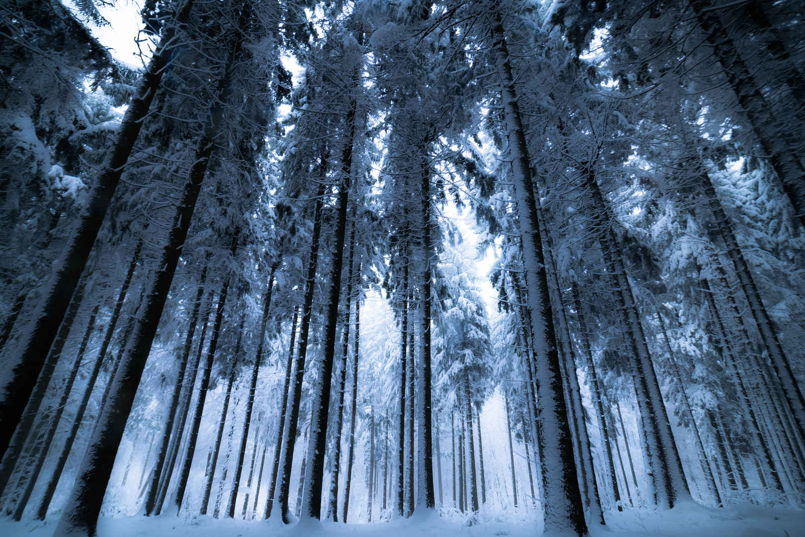 木材 冬天 白色 天气 树 壁纸-
