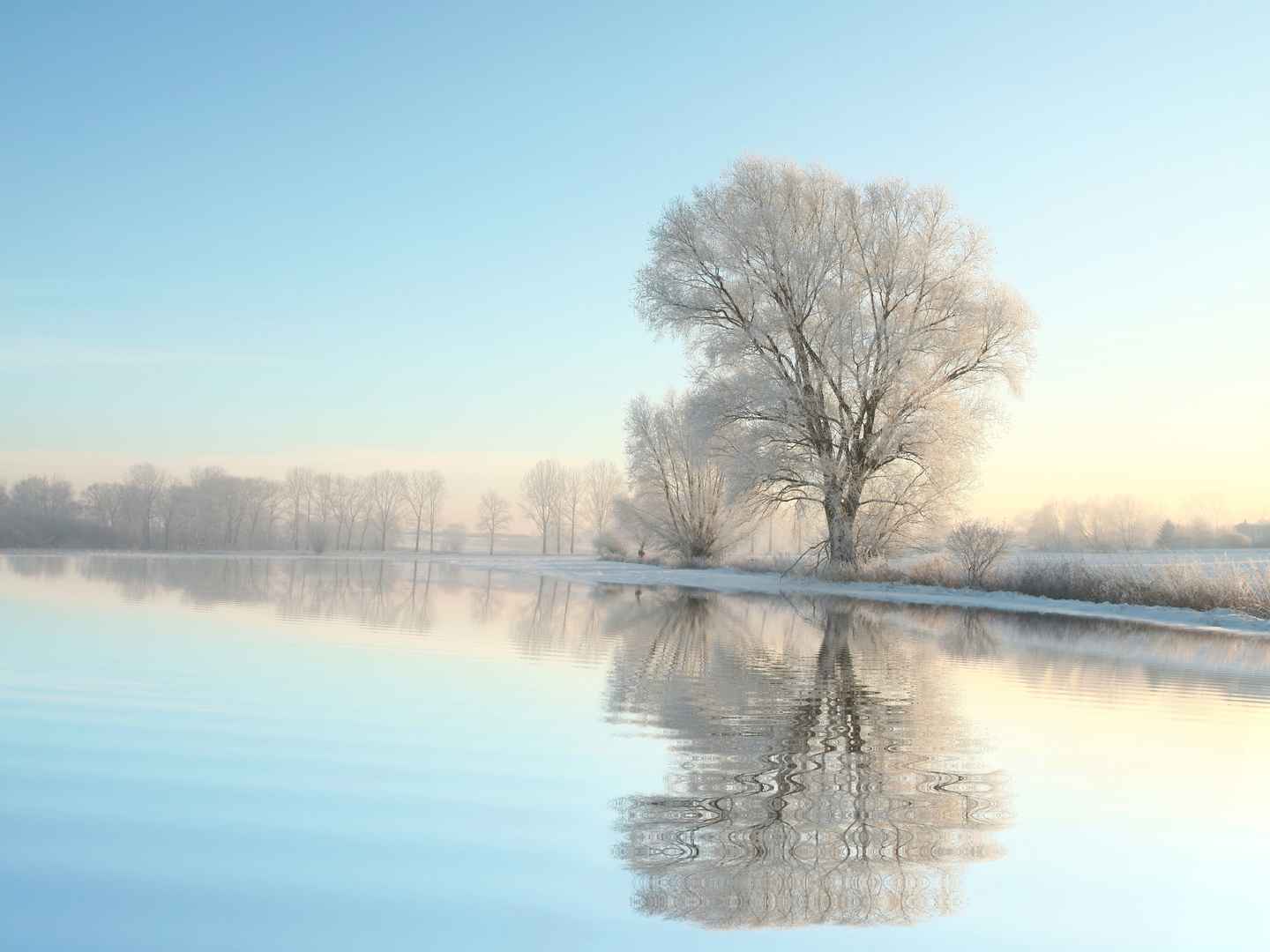 大雪覆盖大树风景壁纸-