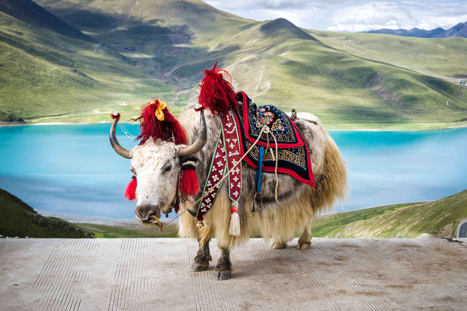 西藏牦牛图片-