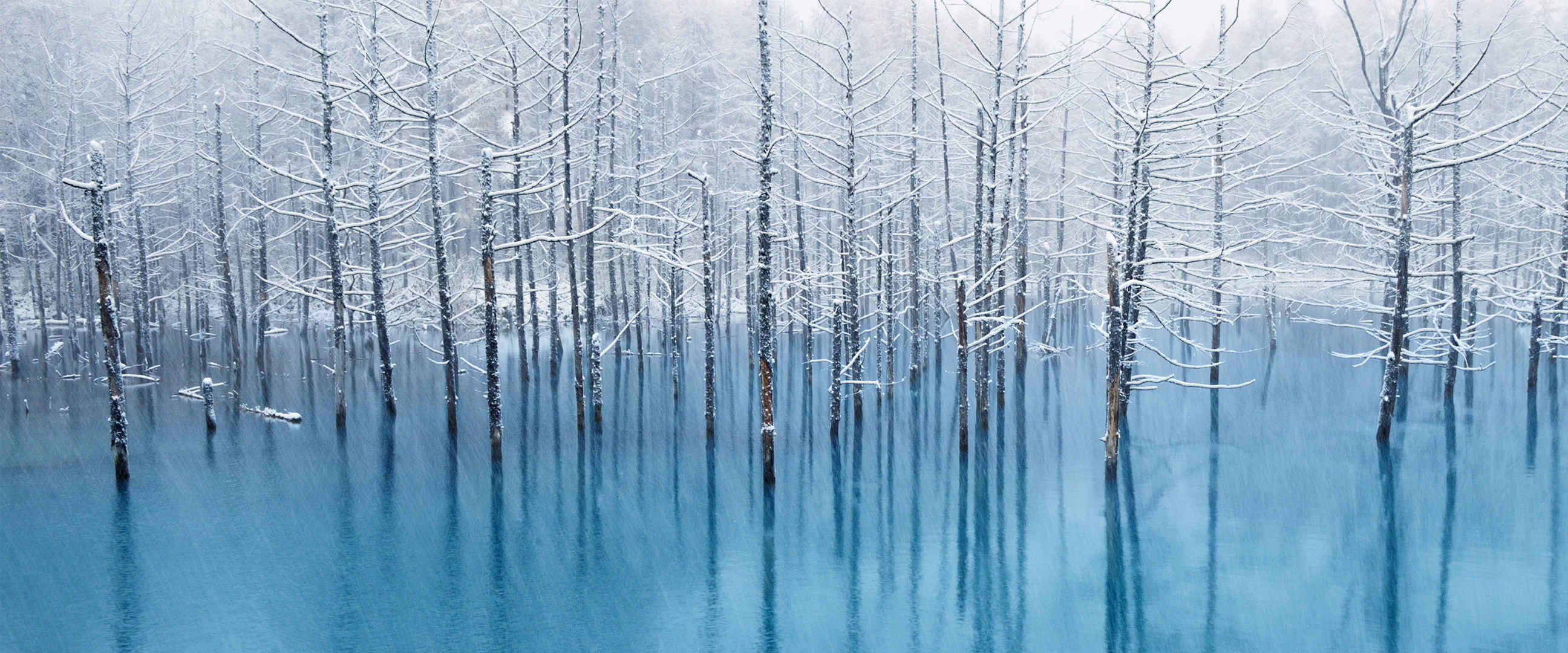 湖中枯木雪景意境壁纸-