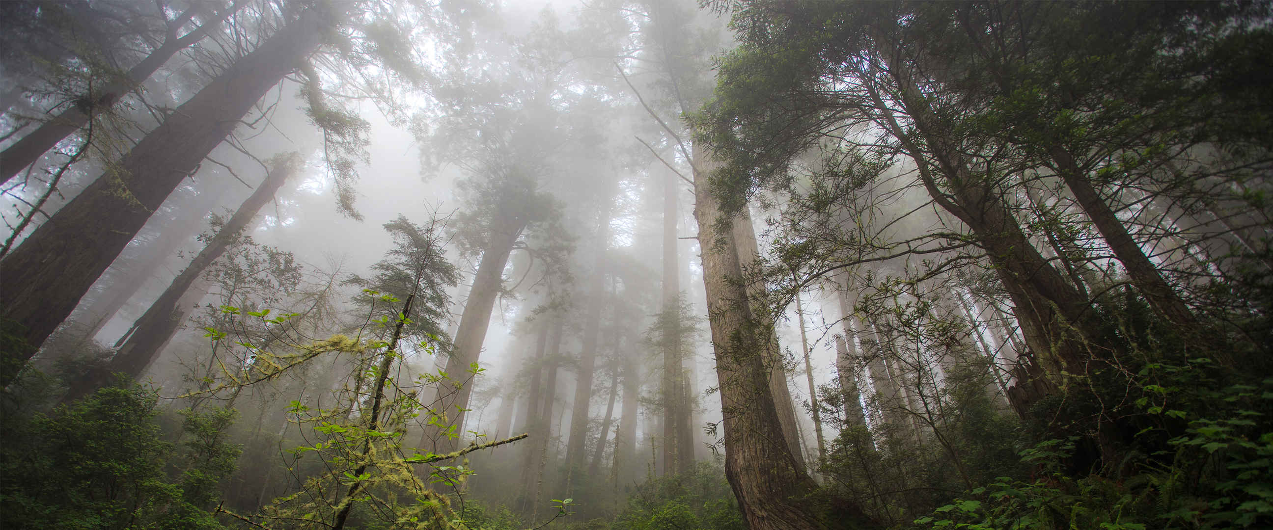 挺拔大树迷雾图片-