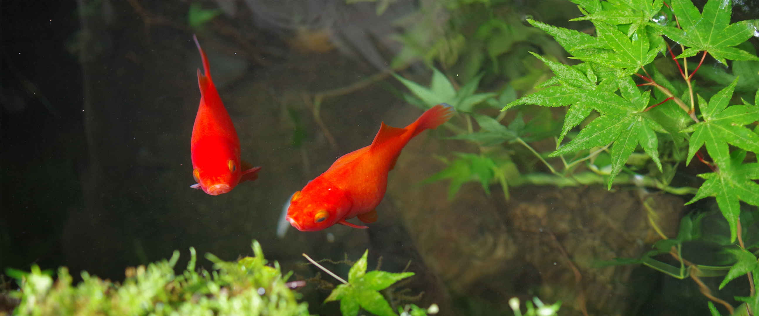 两条红色鲤鱼图片