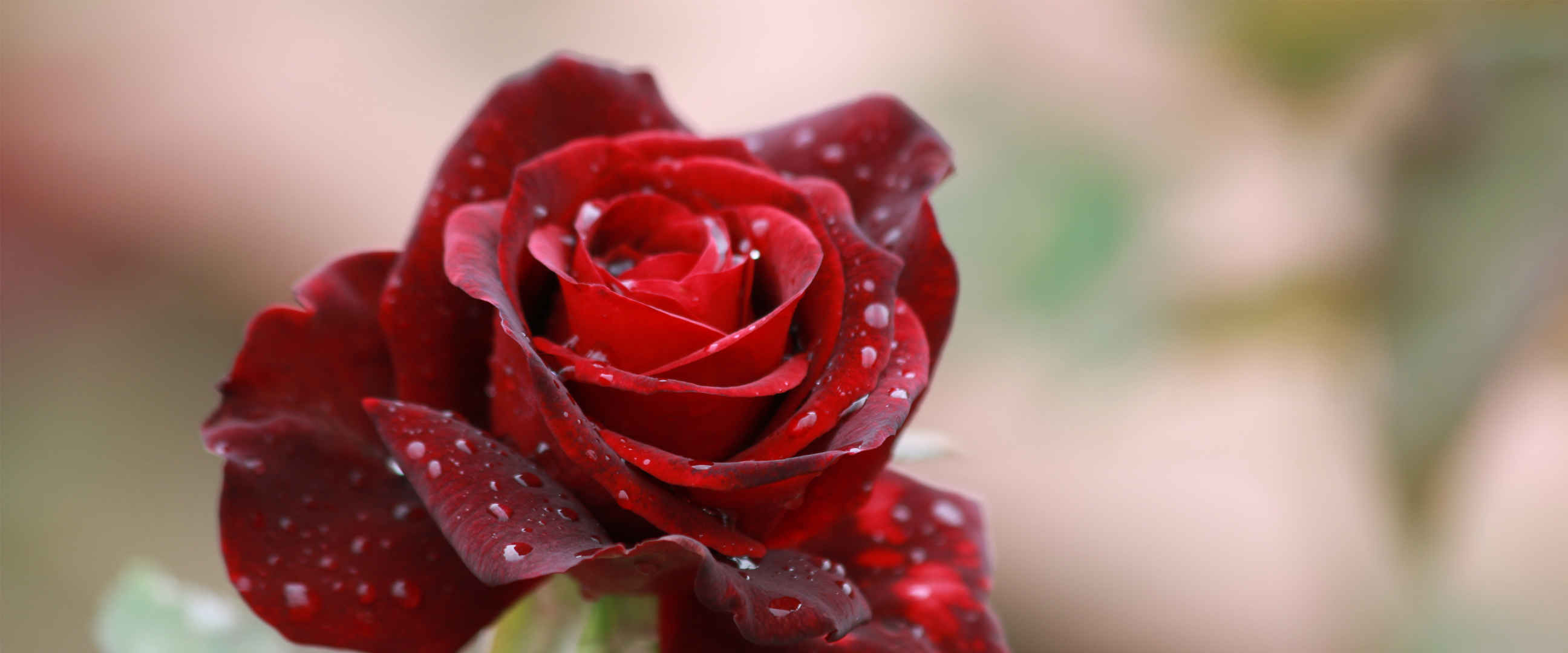 红色滴水玫瑰图片
