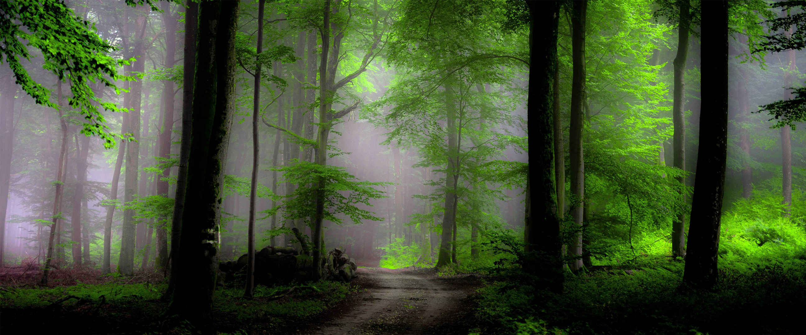 迷雾绿色树林4K壁纸-