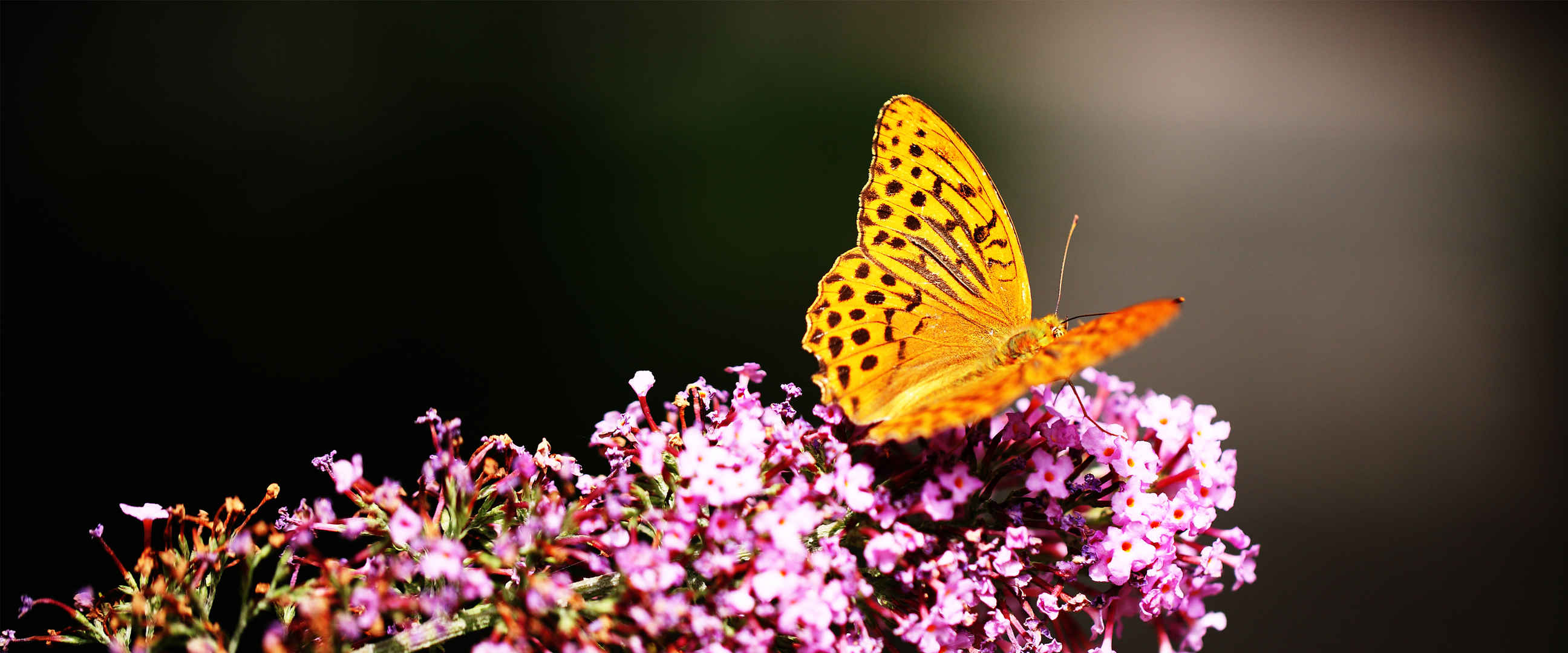 4K高清最漂亮的蝴蝶采花图片