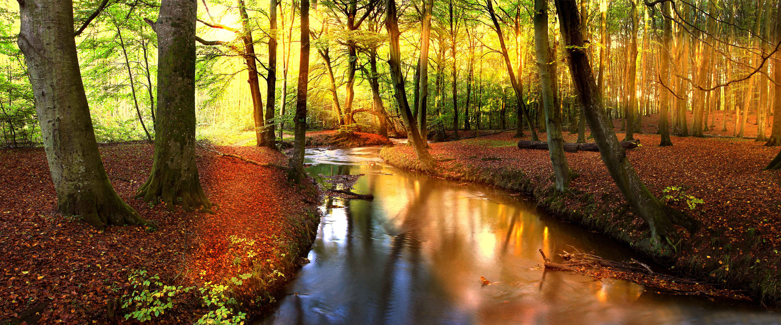 森林河流阳光图片自然风景-