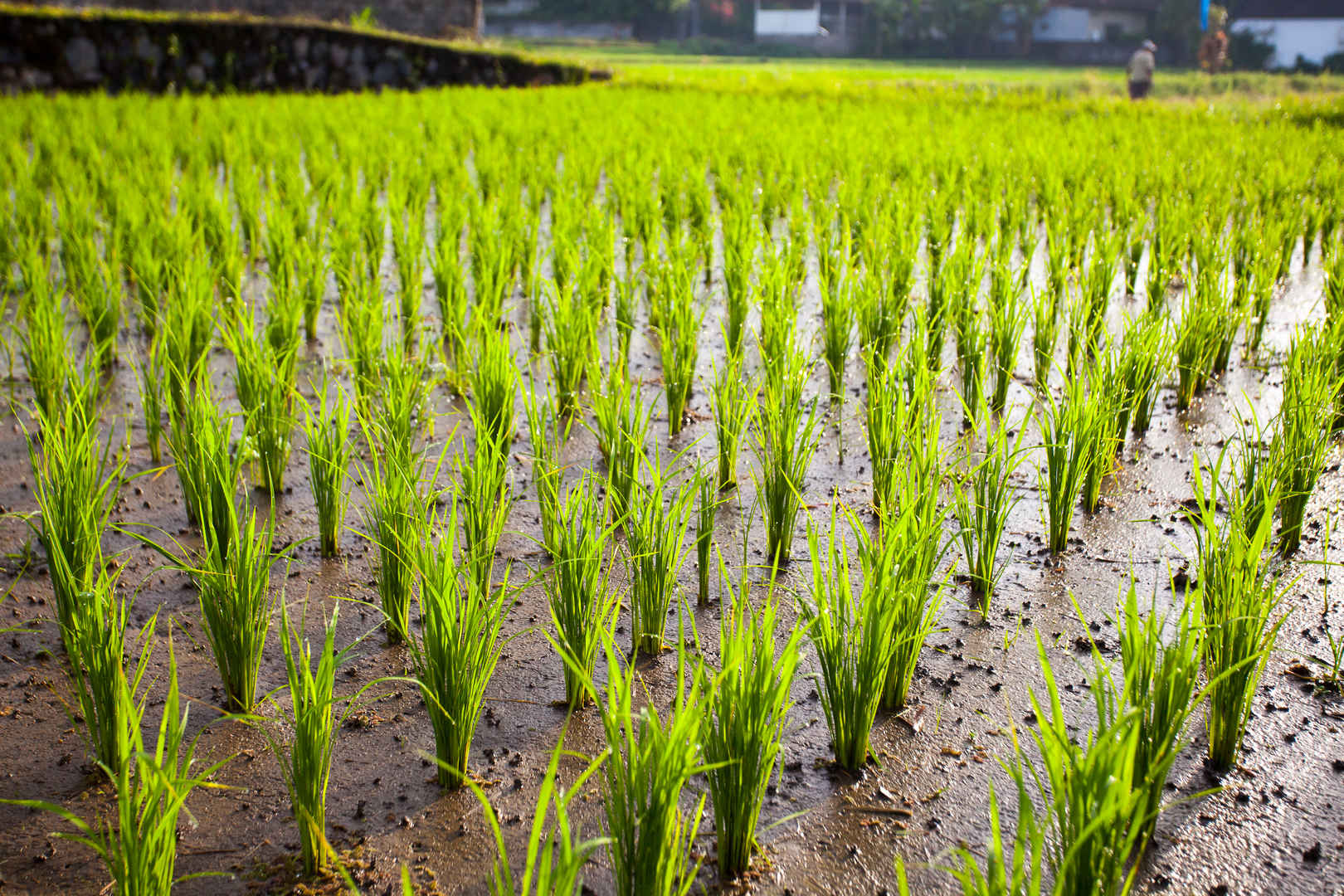 水田里绿色水稻农作物壁纸图片-