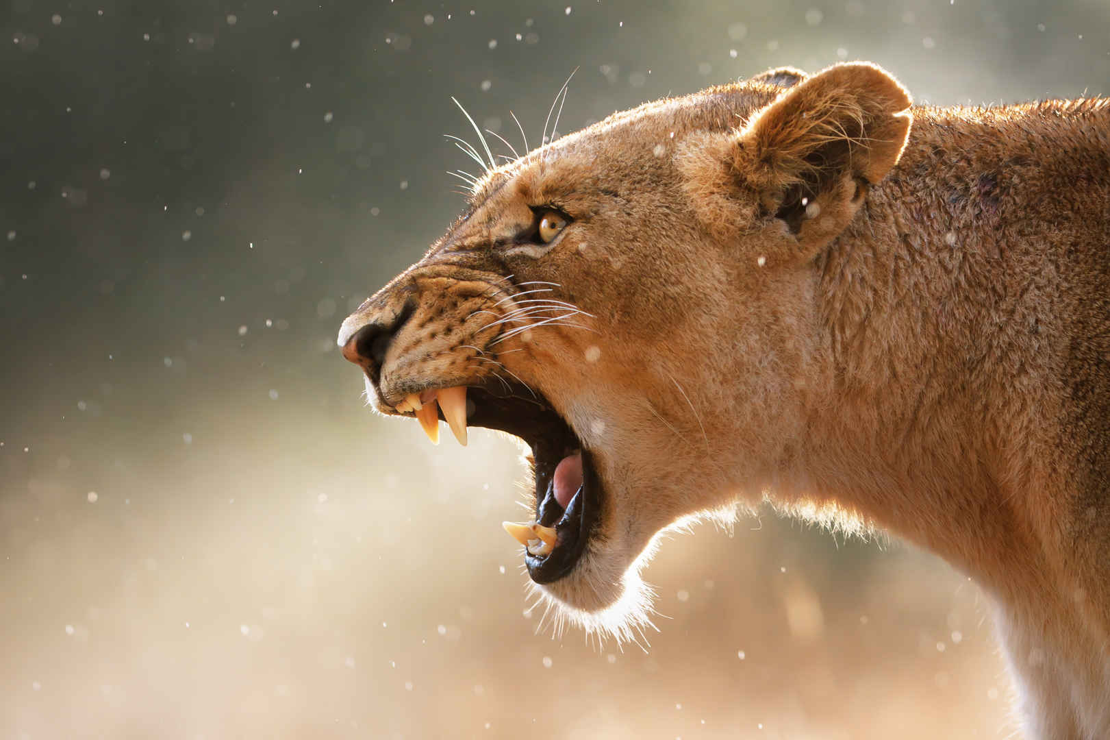 非洲草原母狮子凶猛怒吼吼叫壁纸图片-