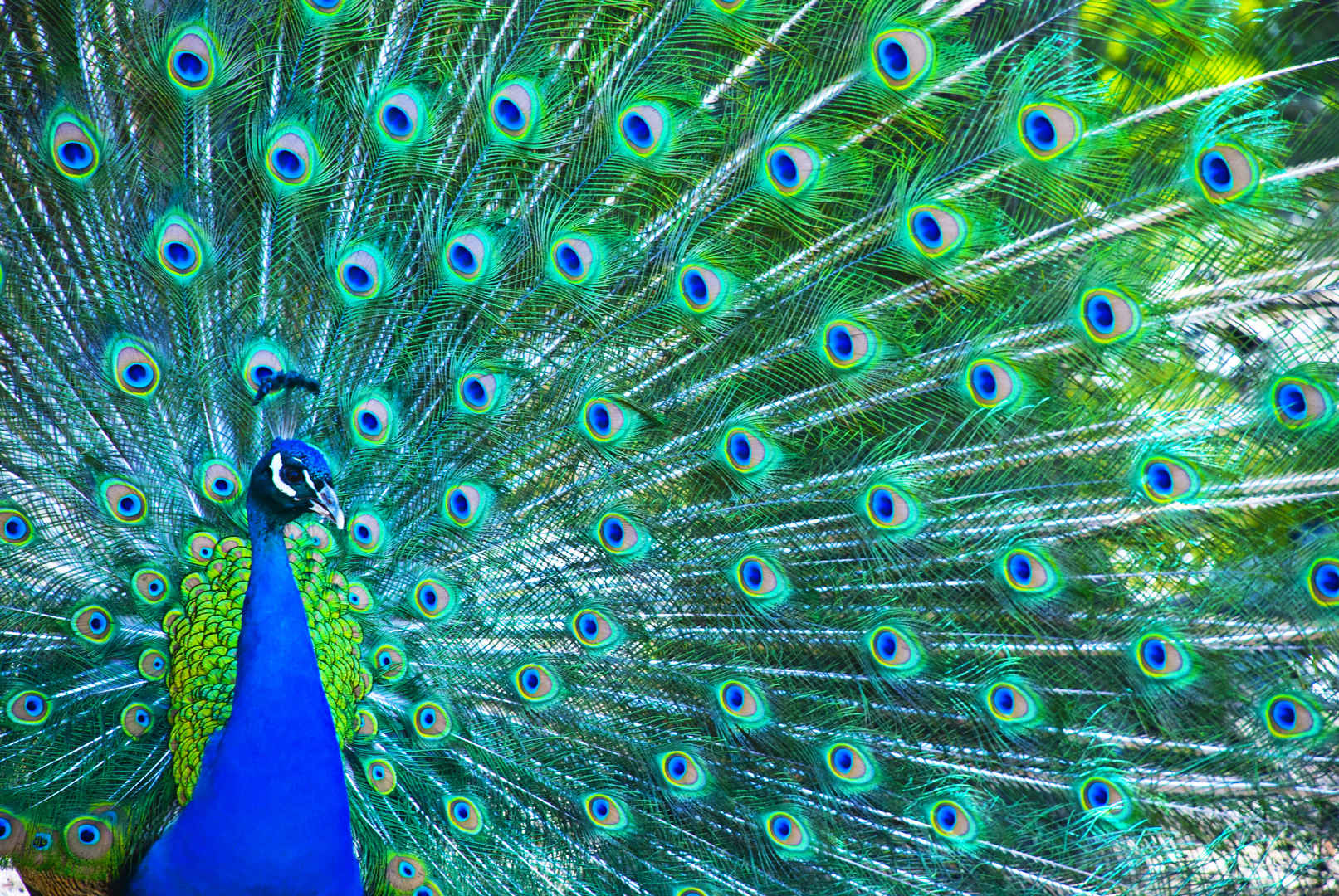 鲜艳绚丽美丽的动物蓝孔雀开屏壁纸图片-