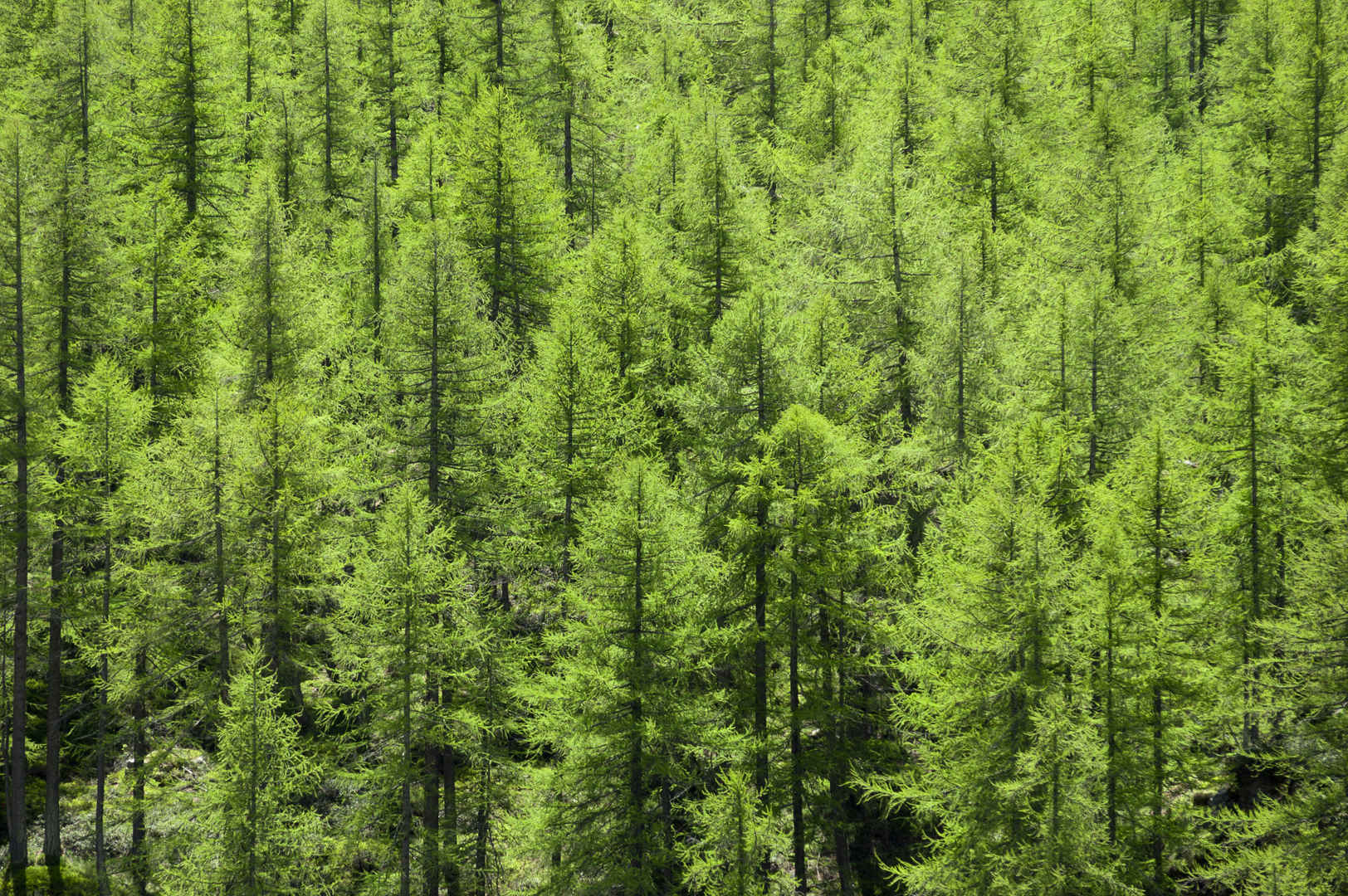 针叶树绿色森林中全貌壁纸-