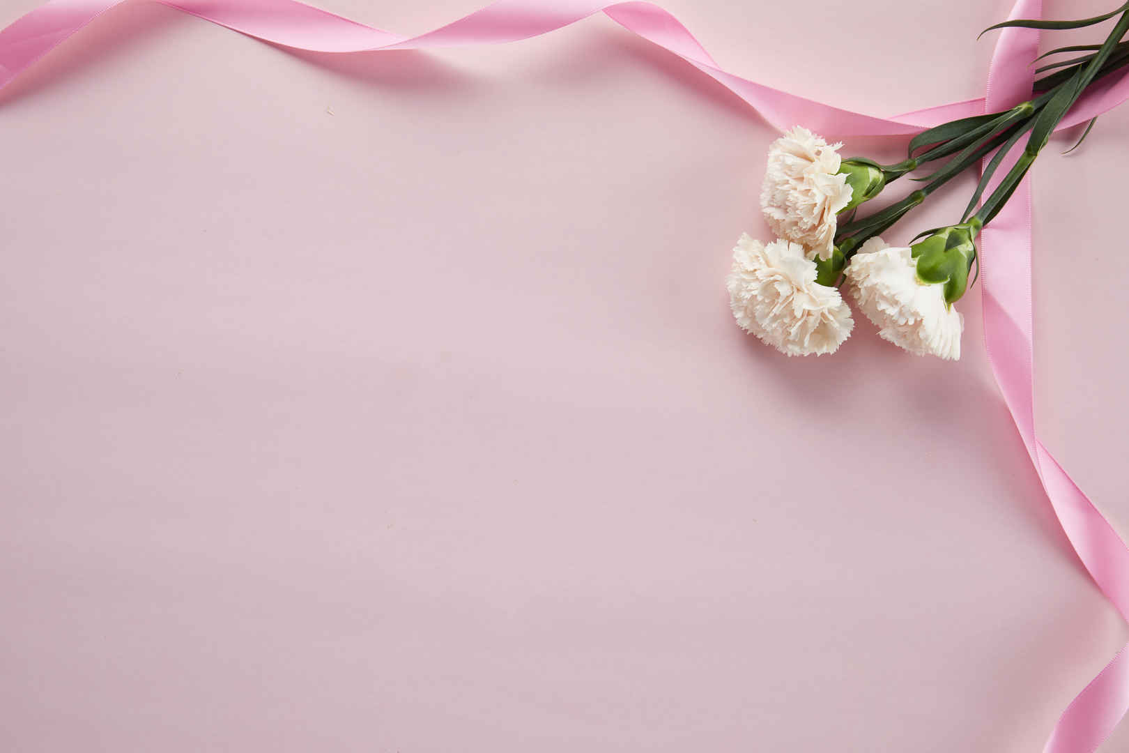 鲜花花朵丝带缠绕的康乃馨高清图片