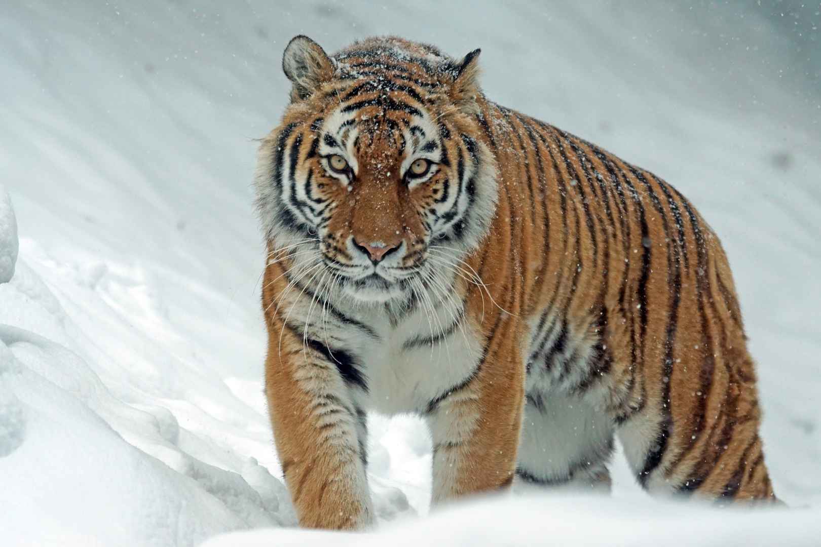 威武老虎正走在雪地上高清图片