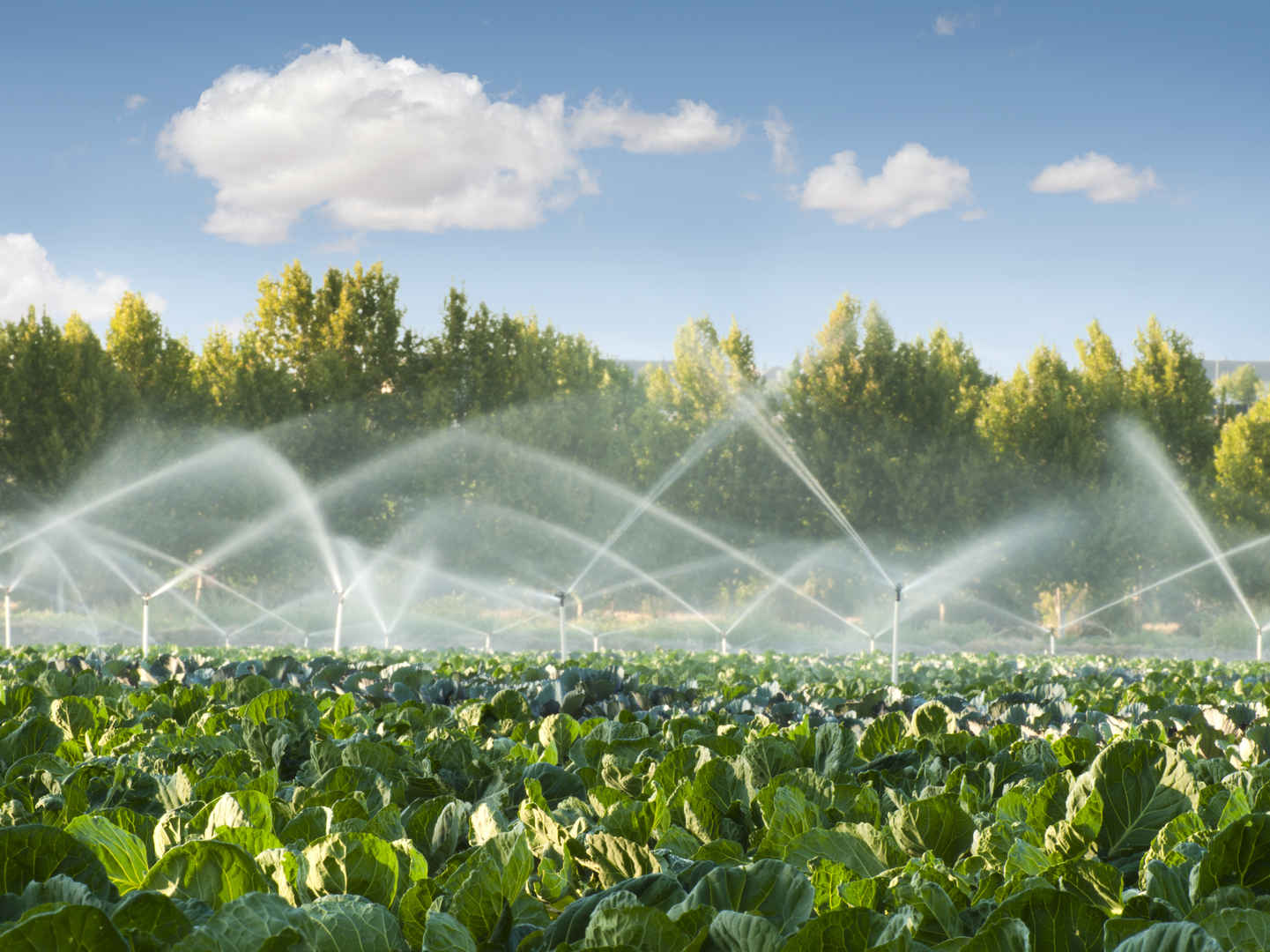 绿色蔬菜园中的灌溉系统图片-