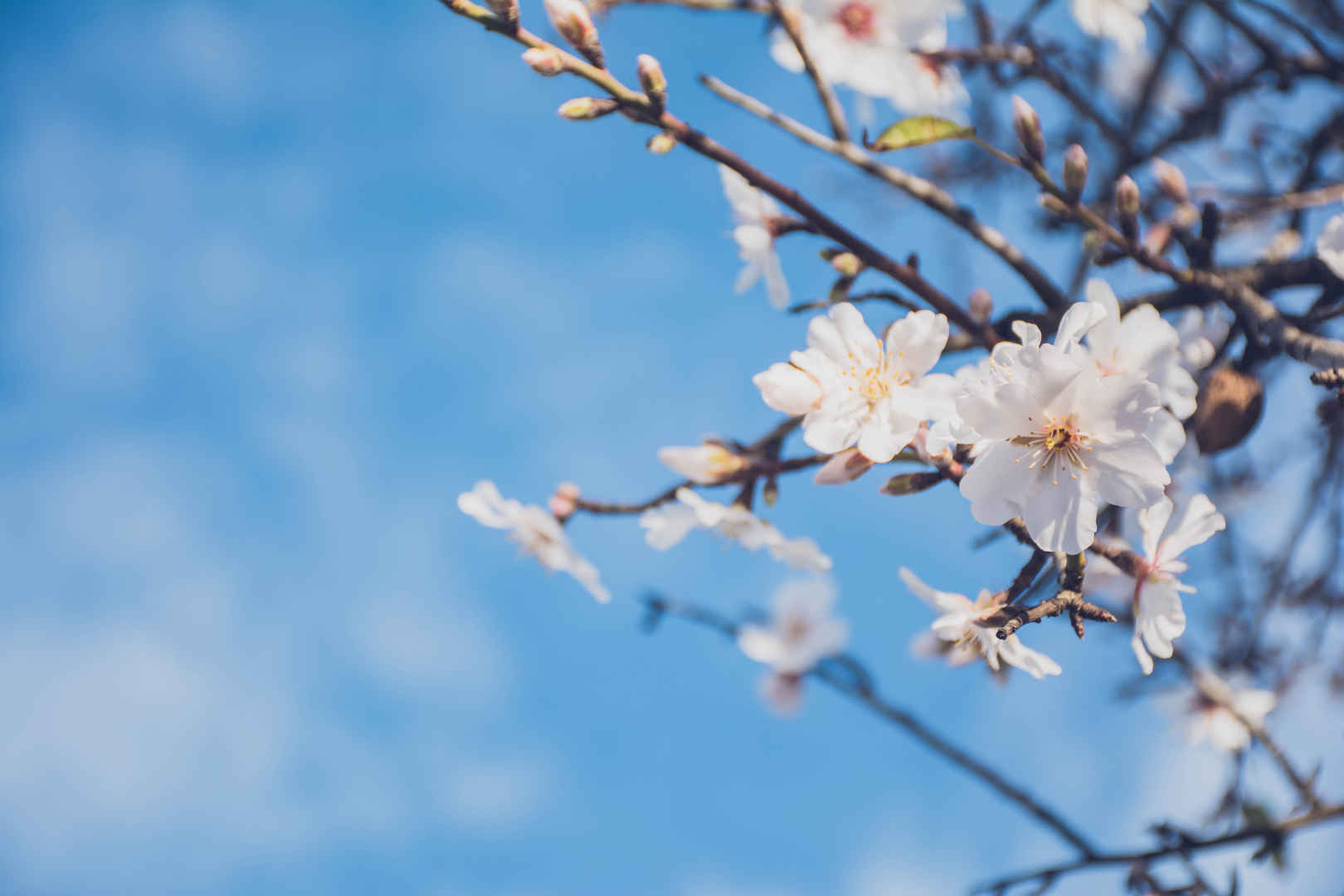 梅花盛开蓝色图片