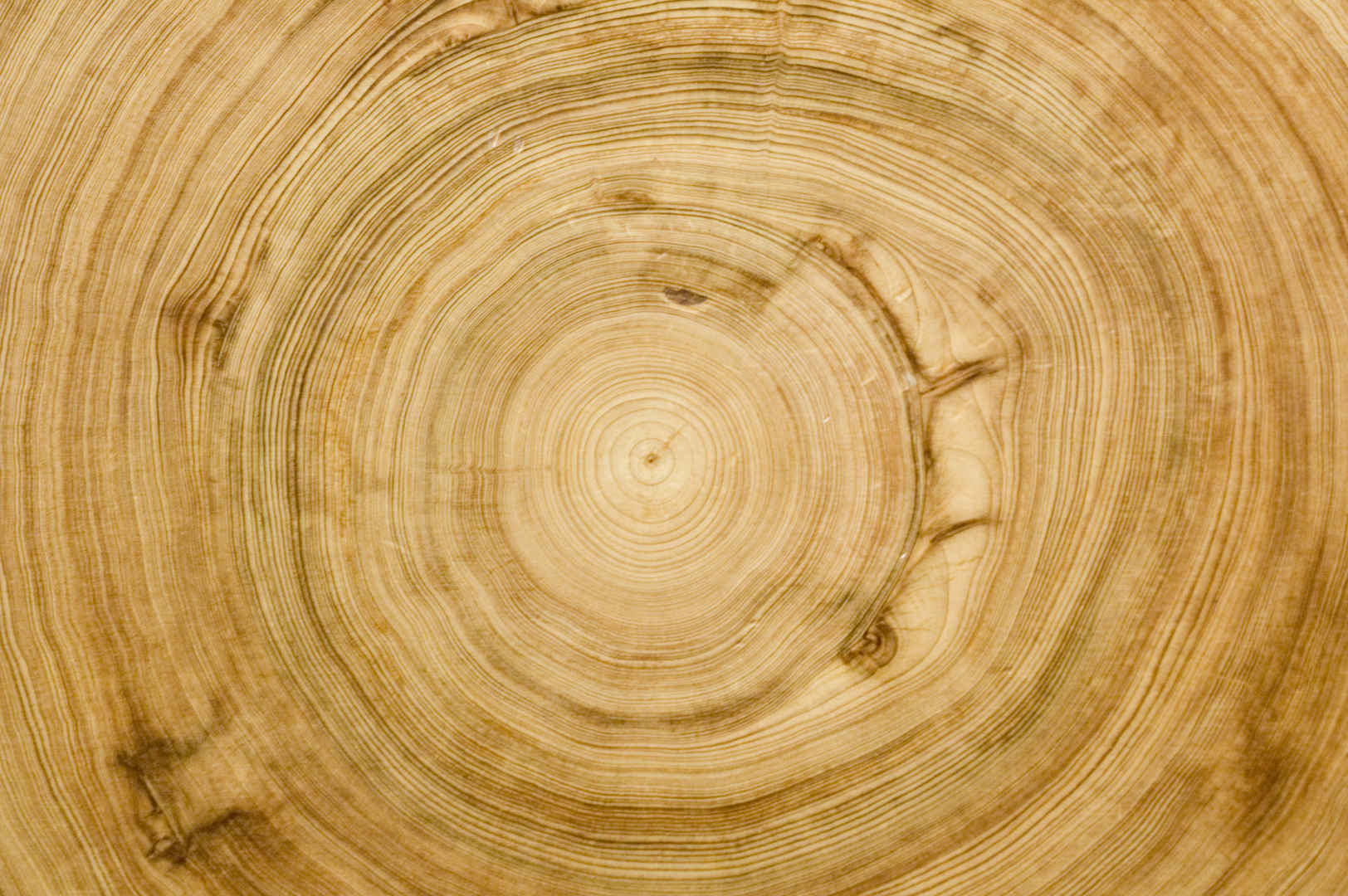 树的木纹纹理高清图片-