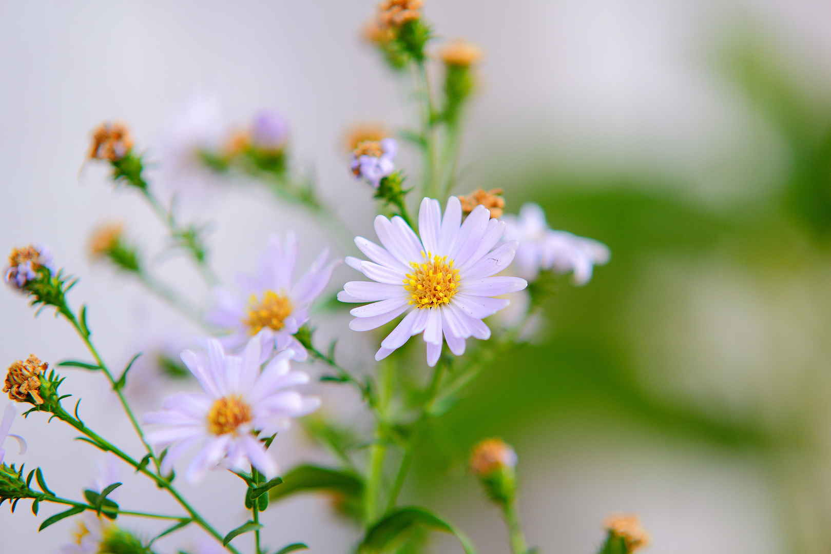 春天细碎白绿小雏菊花蕊图片