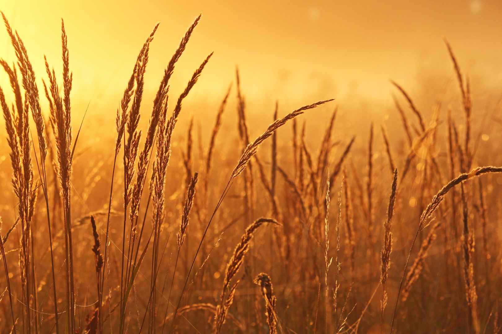 夕阳下狗尾巴草意境壁纸图片