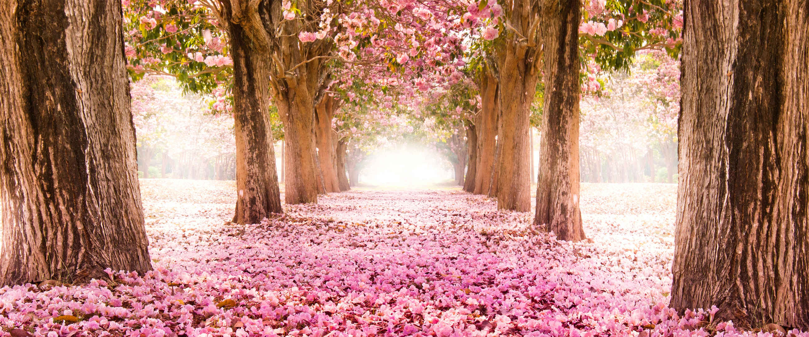 粉色鲜花大道壁纸