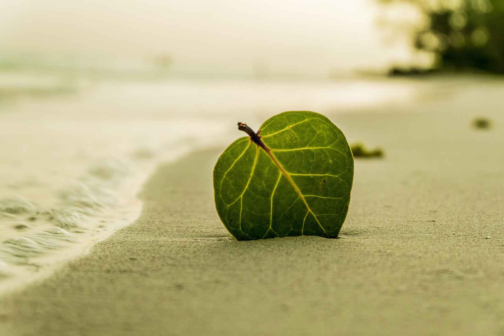 海滩 树叶 绿色 自然 夏天 壁纸