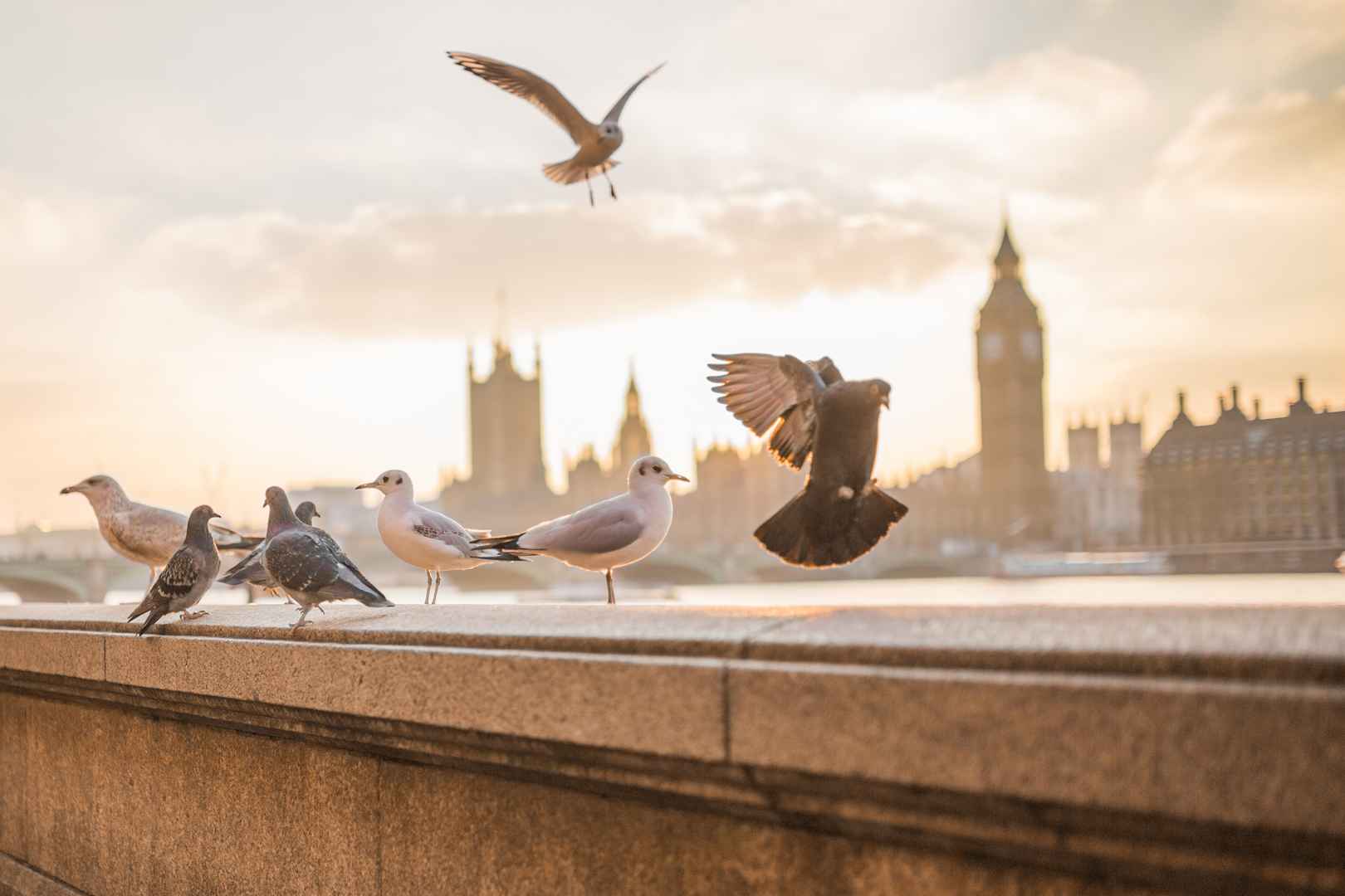 海鸥 信鸽 和平鸽 城市伦敦 壁纸