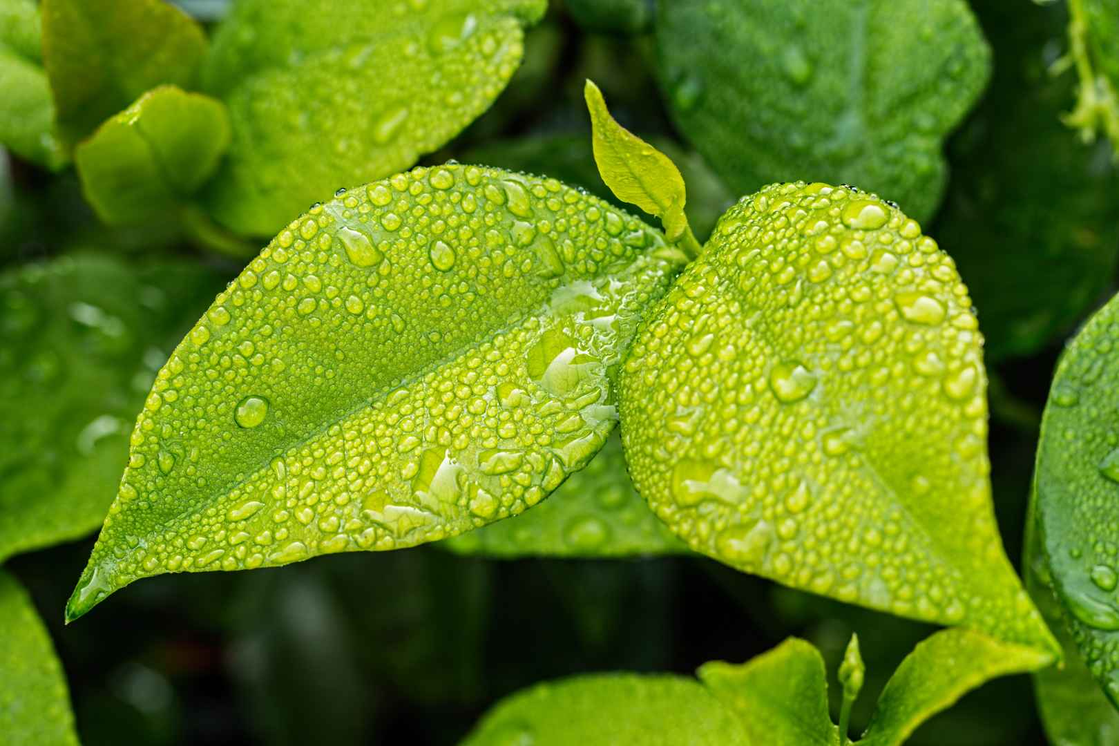 绿叶 嫩芽 露珠 图片