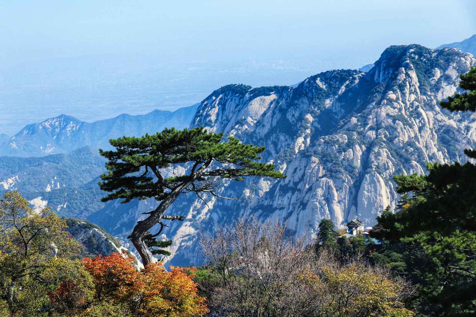 黄山松树岩石山图片