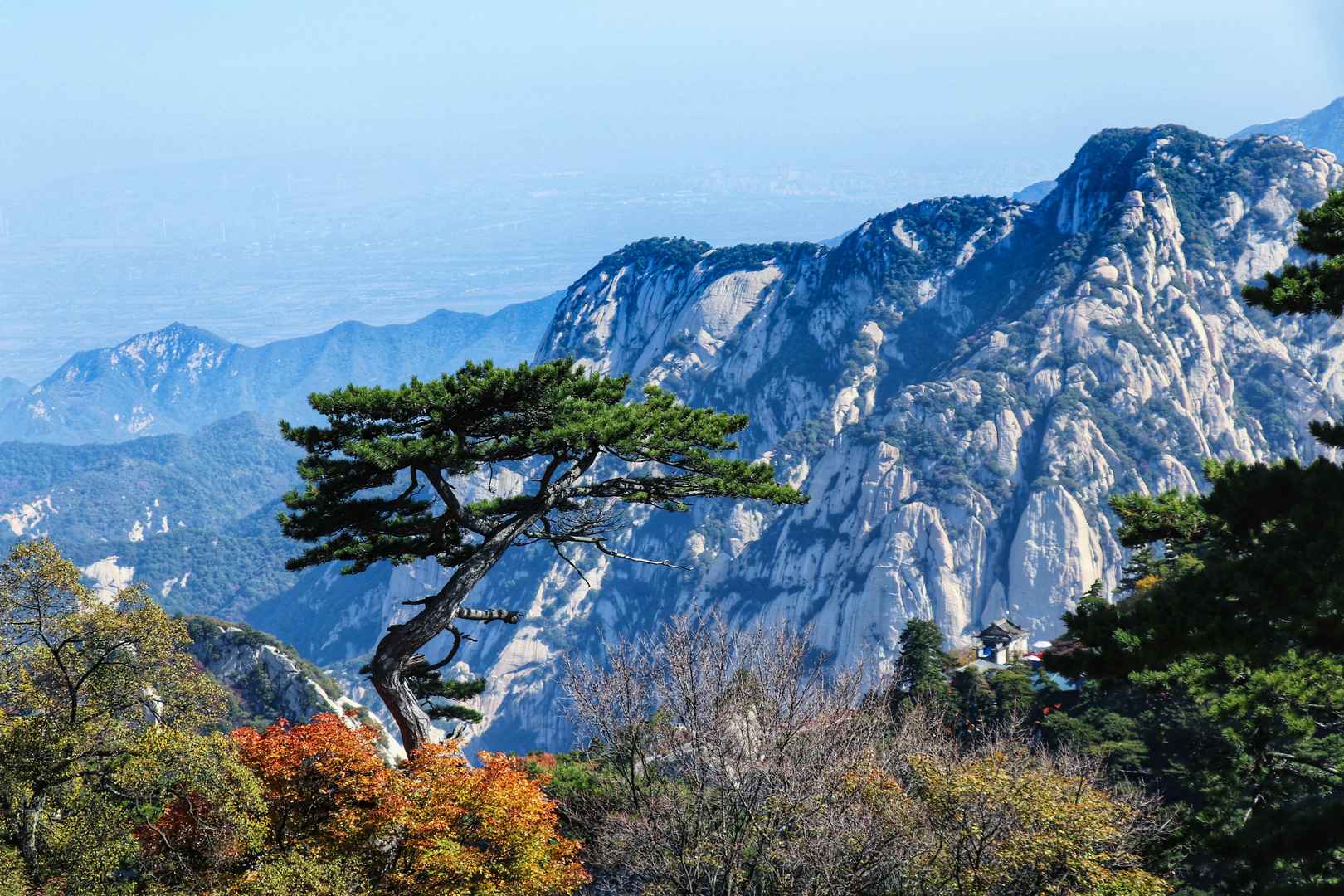 黄山松树岩石山图片