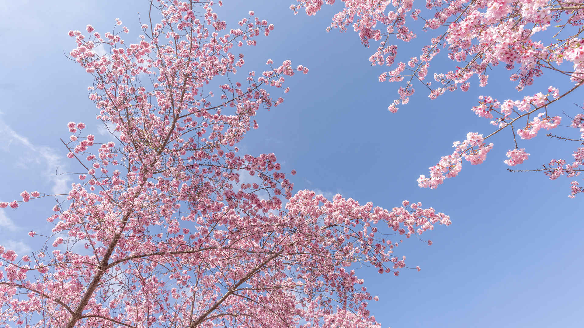 春天粉色樱花唯美图片壁纸