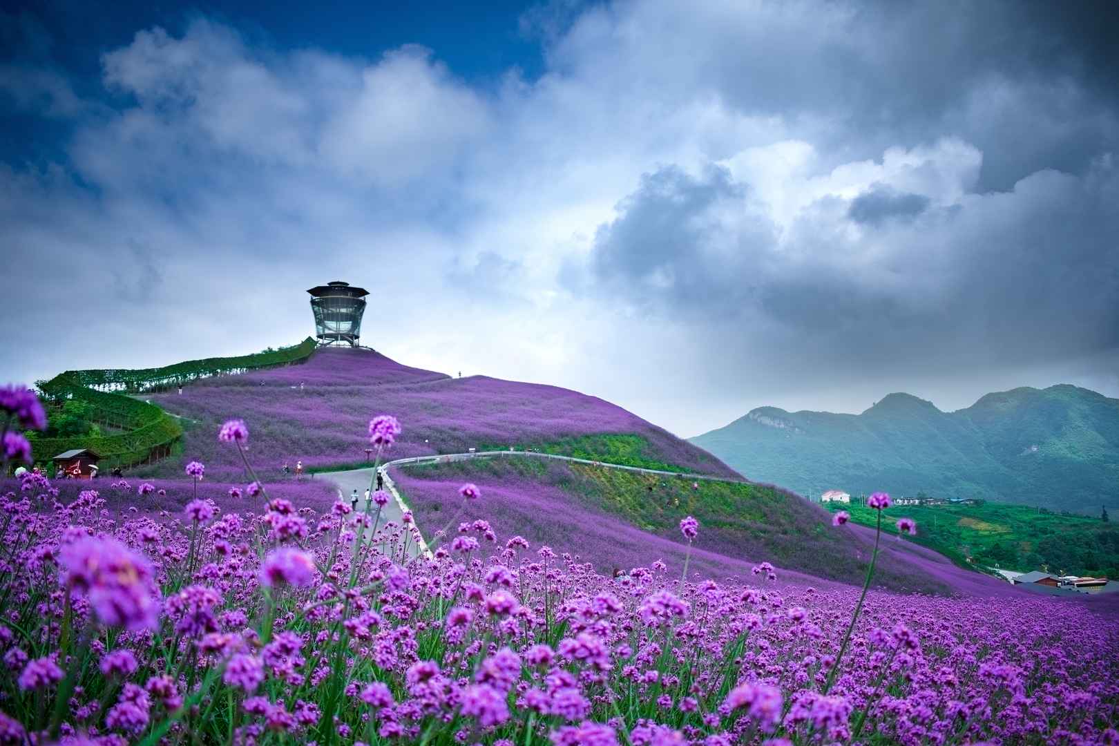 马鞭草图片